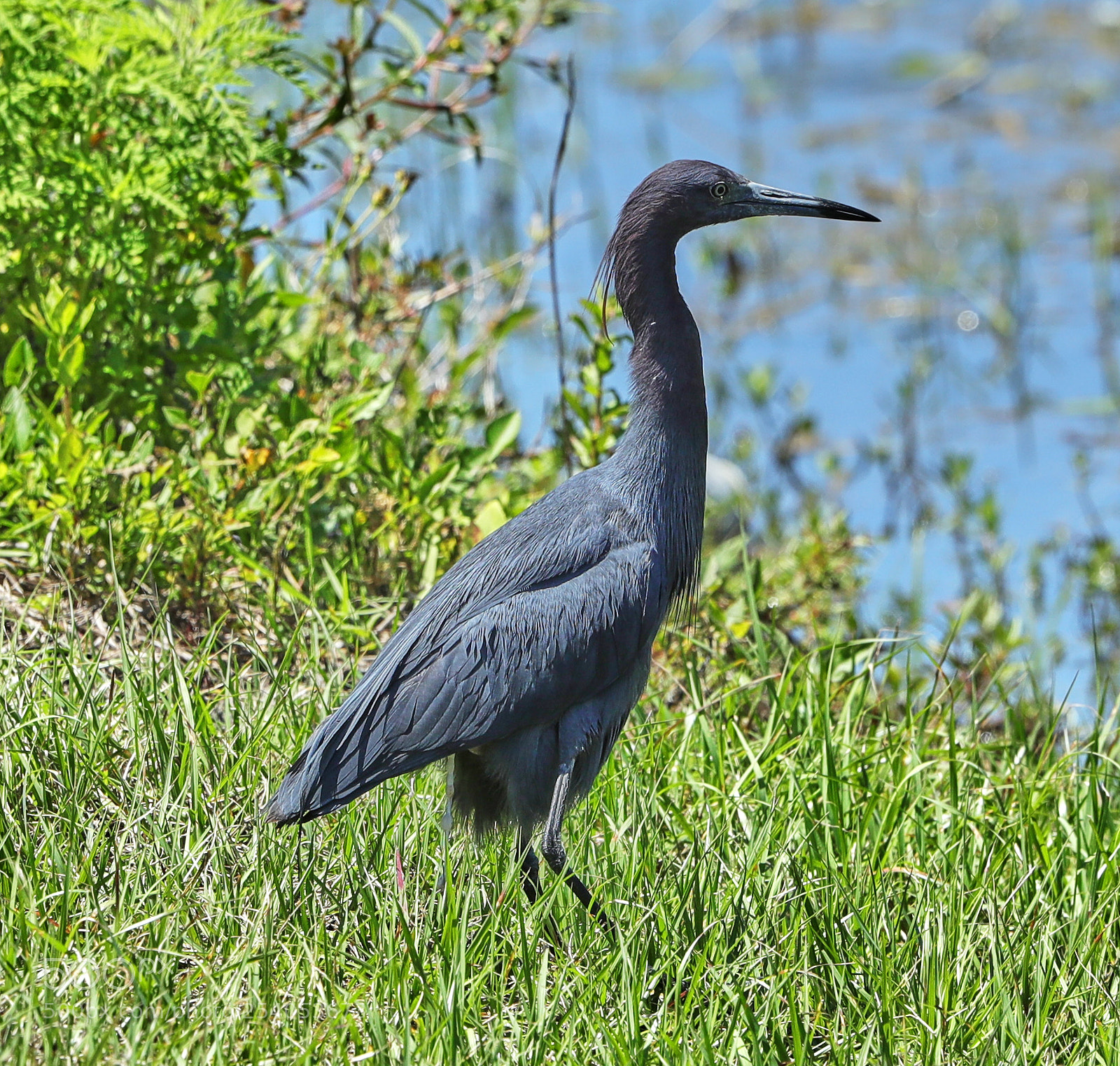 Canon EOS-1D X Mark II sample photo. 04-17-18-0013173.jpg photography