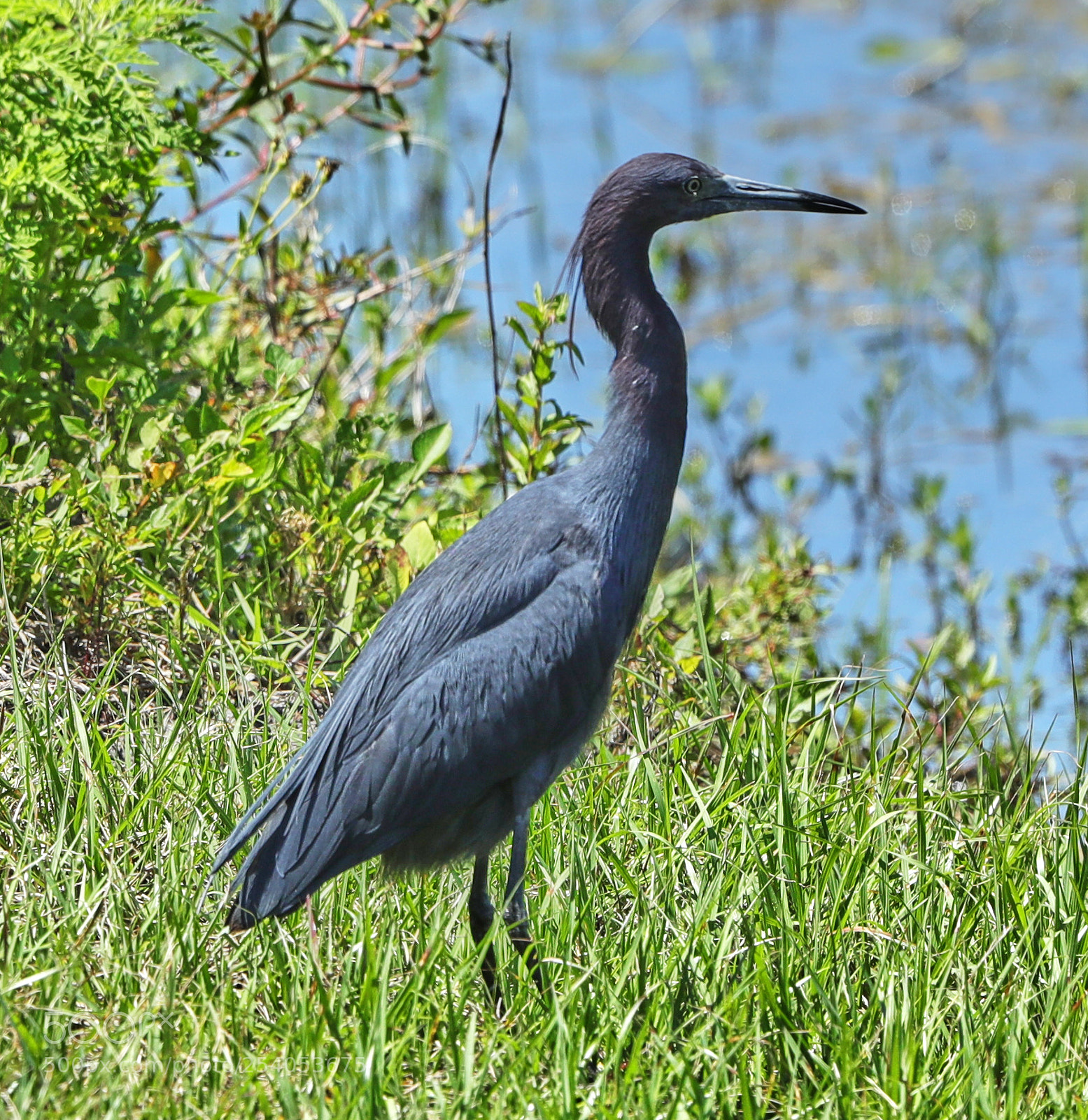 Canon EOS-1D X Mark II sample photo. 04-17-18-0013172.jpg photography