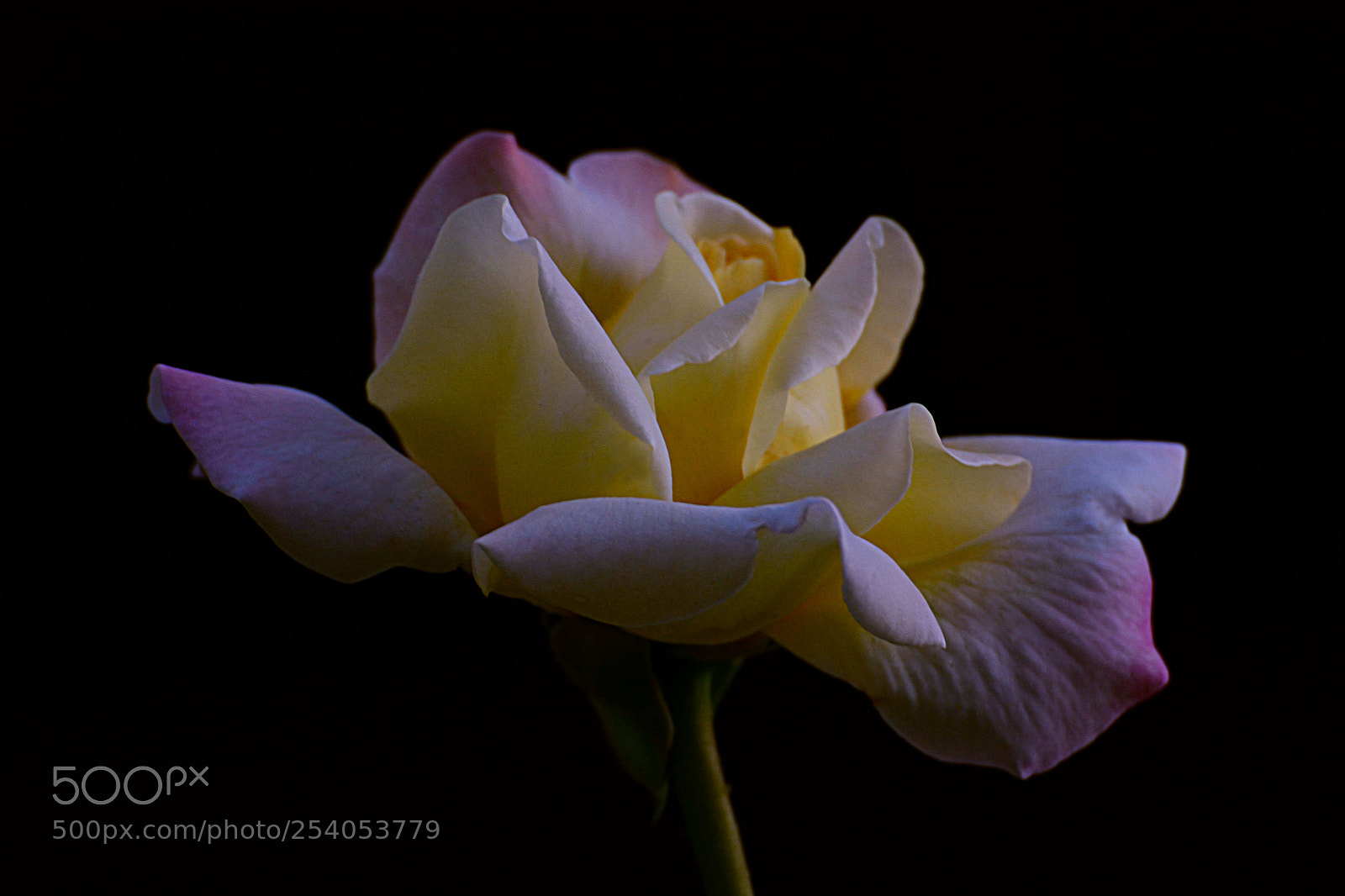 Nikon D7100 sample photo. Untitled photography