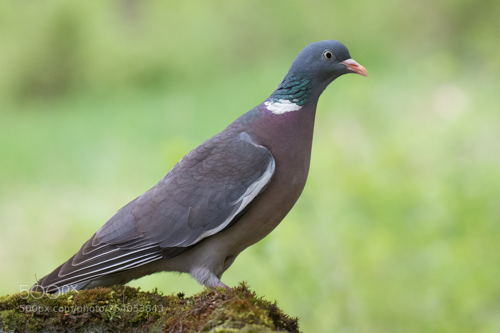 Canon EOS 80D sample photo. Common wood pigeon photography