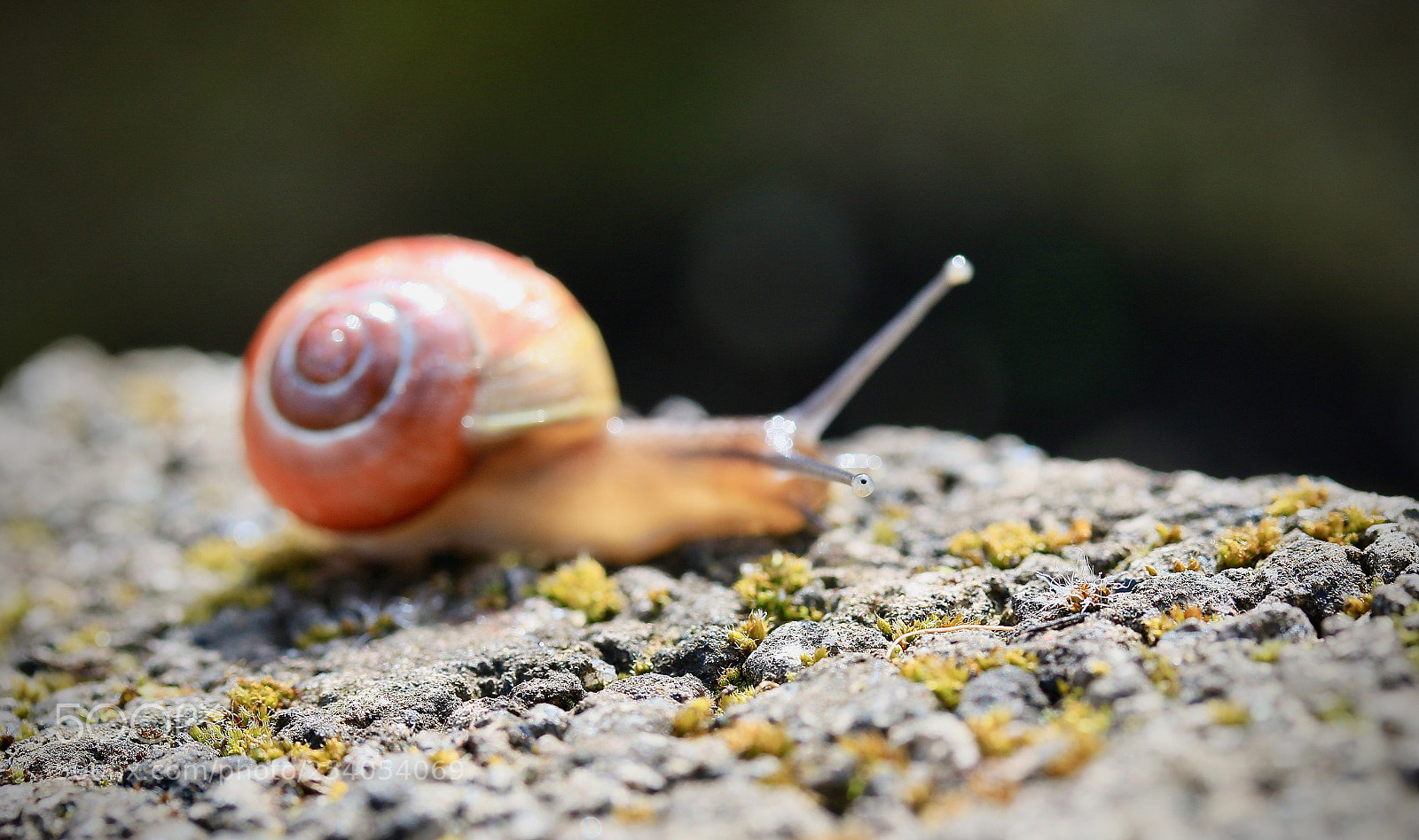 Canon EOS 7D Mark II sample photo. Schneckenauge photography