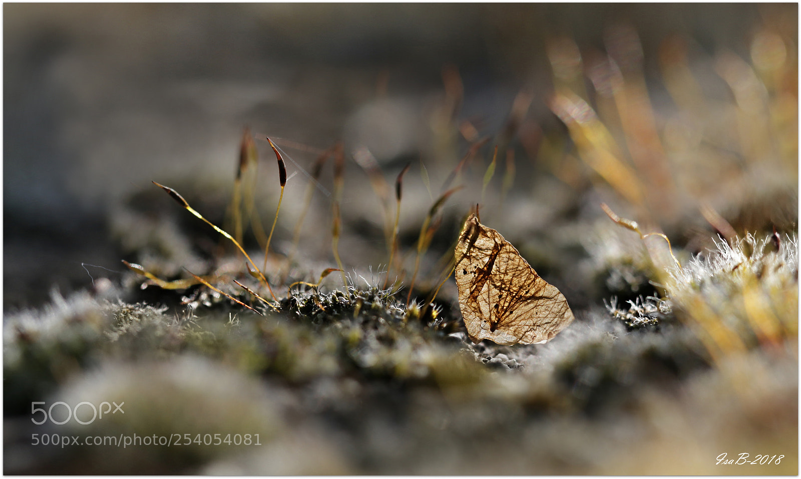 Canon EOS 70D sample photo. Img photography