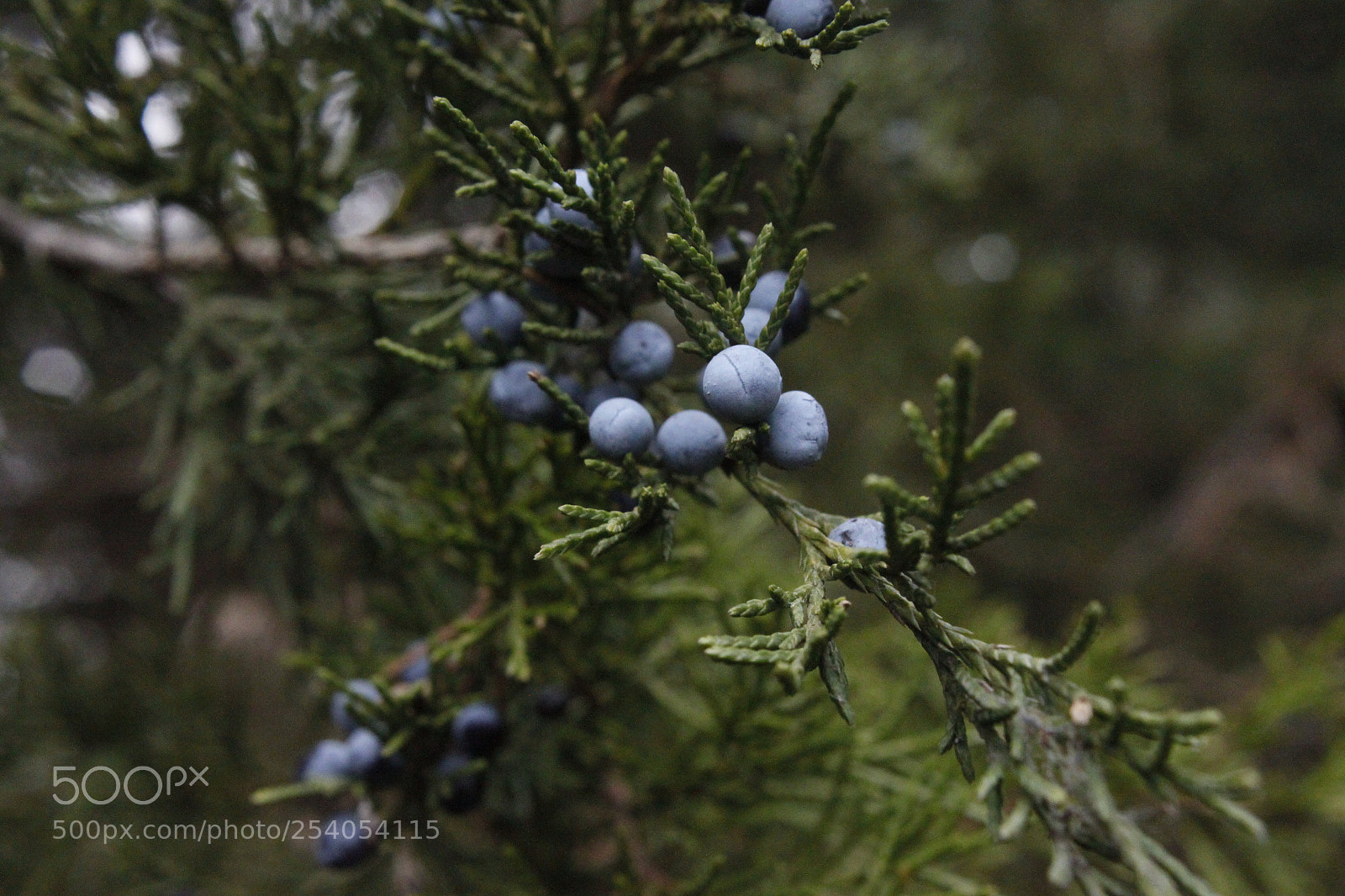 Canon EOS 500D (EOS Rebel T1i / EOS Kiss X3) sample photo. Pine work  photography