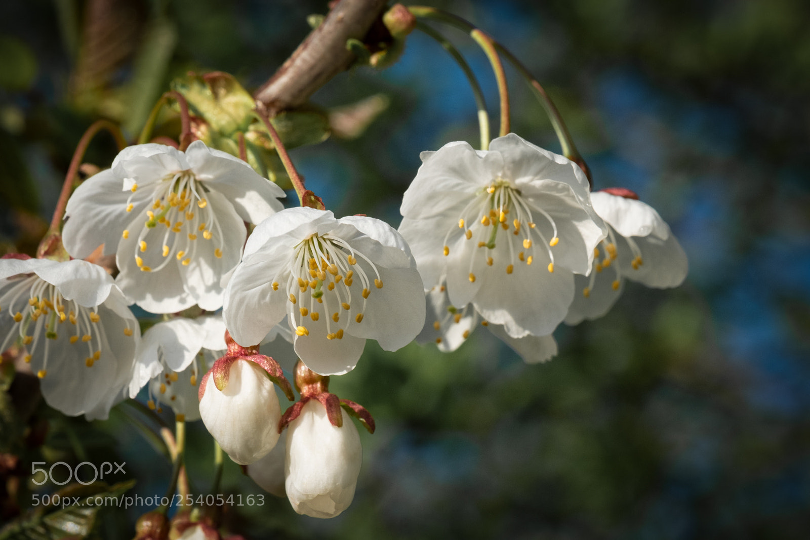 Fujifilm X-T2 sample photo. Blossoms photography