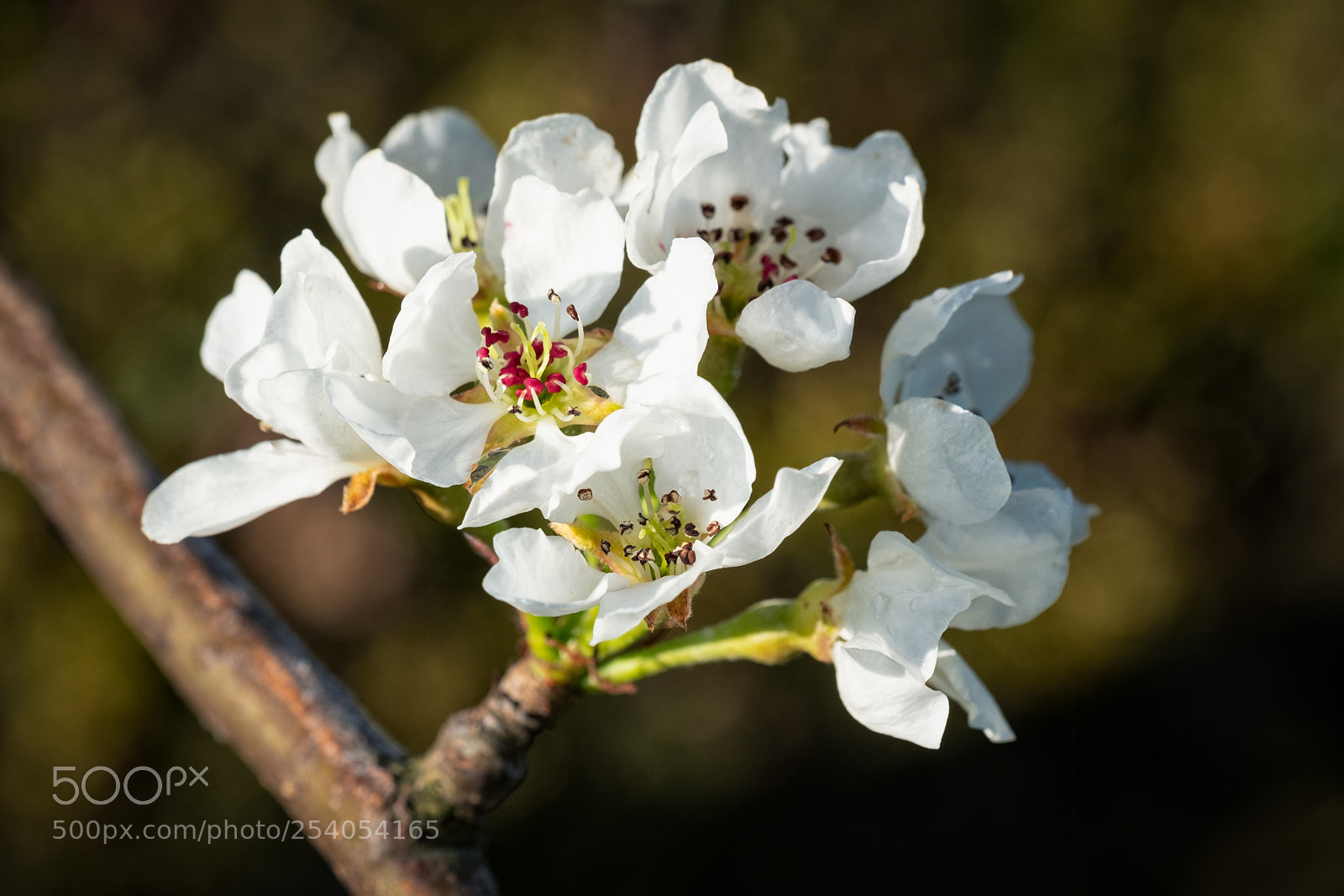 Fujifilm X-T2 sample photo. Blossoms photography