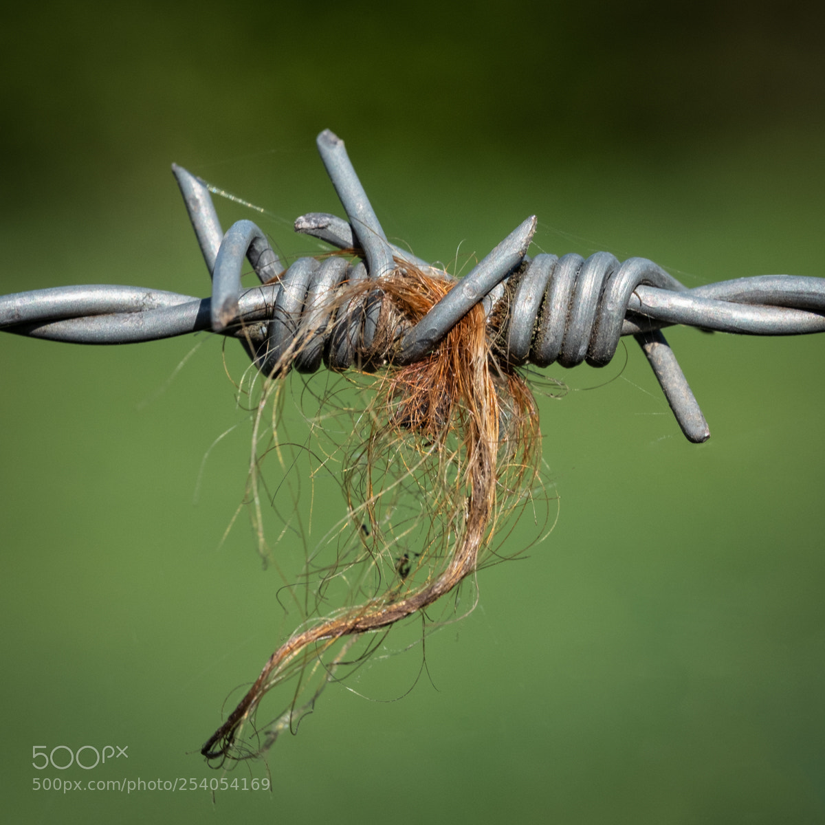 Fujifilm X-T2 sample photo. Barbed wire photography