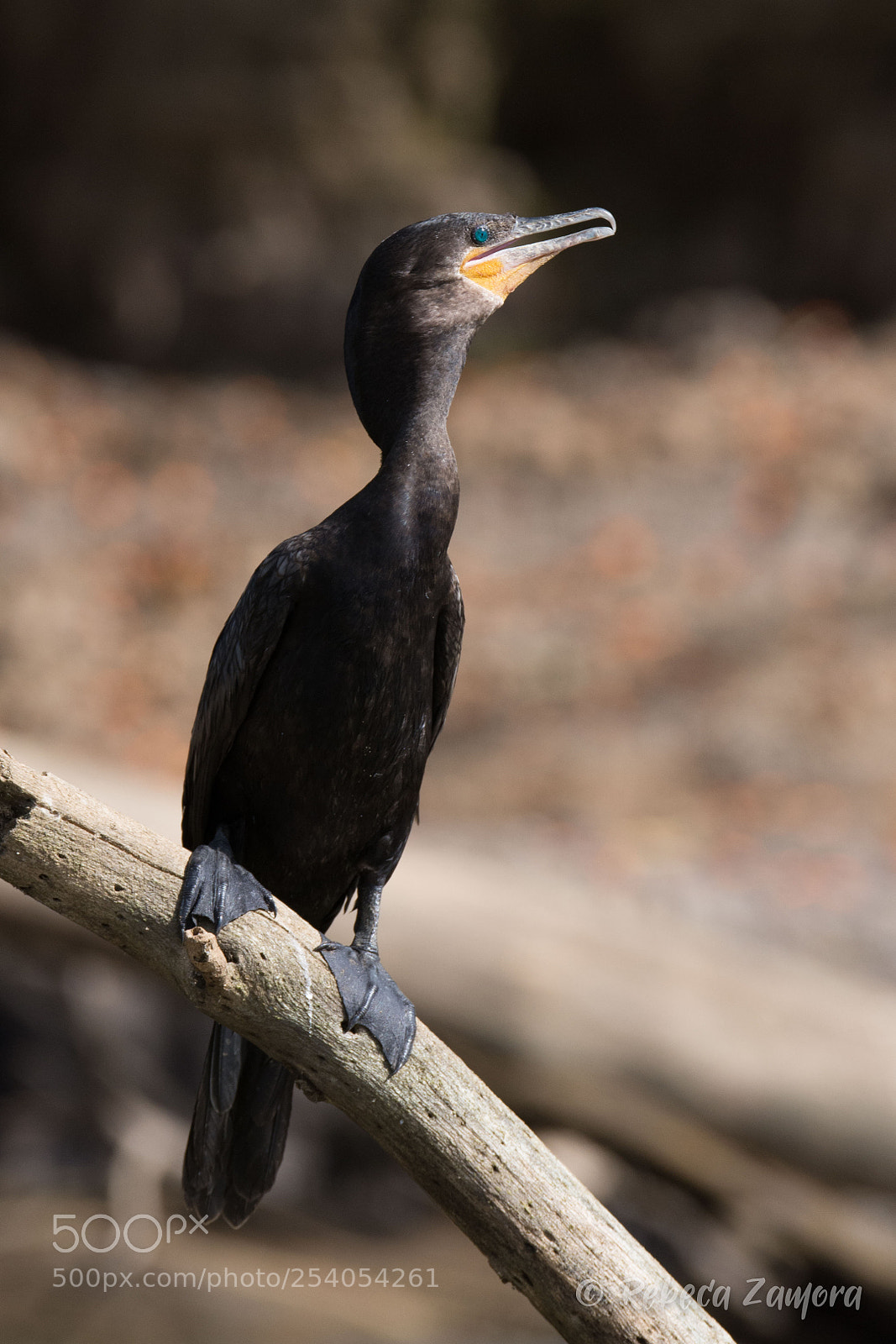 Nikon D7200 sample photo. Adult cormorant can o photography