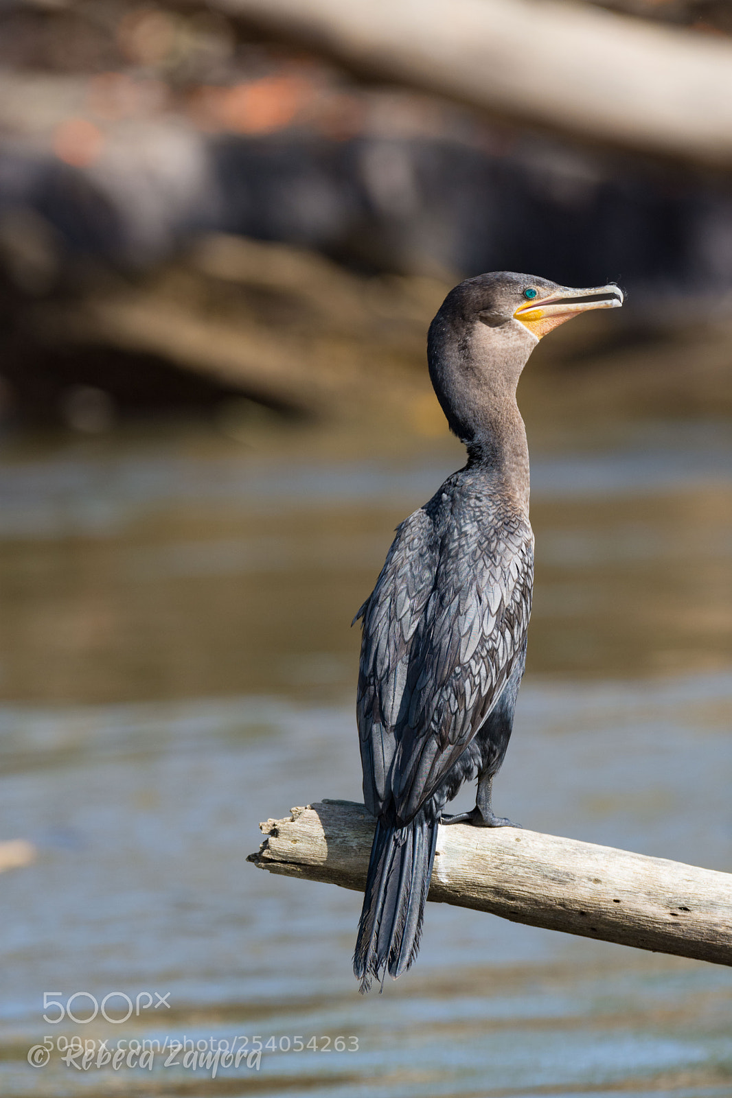 Nikon D7200 sample photo. Juvenile cormorant can o photography