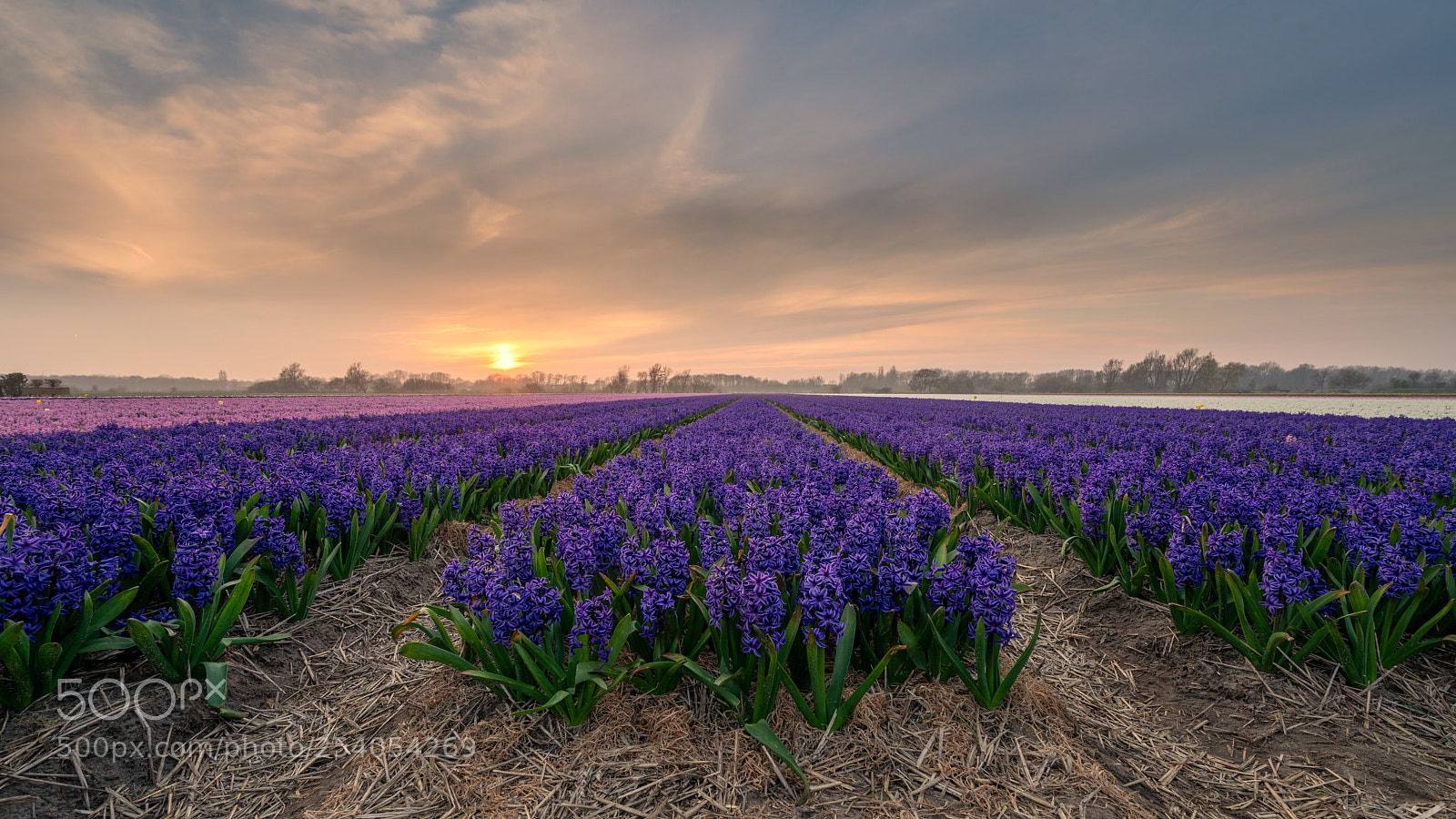 Sony a7R II sample photo. Flowers at sunset photography
