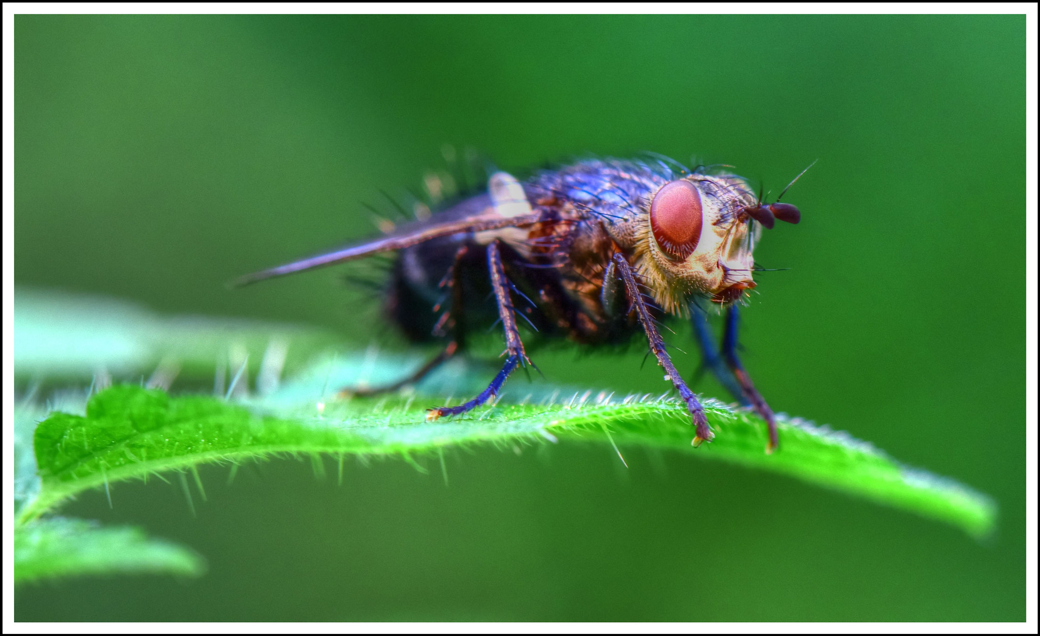 Nikon AF-S Micro-Nikkor 105mm F2.8G IF-ED VR sample photo. Im wald photography