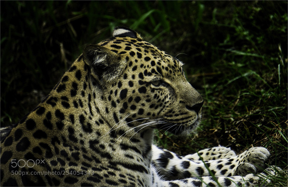 Sony a6000 sample photo. Der leopard - photography