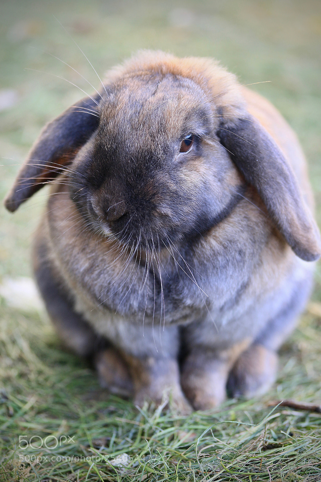 Canon EOS 7D Mark II sample photo. Bunny the rabbit photography