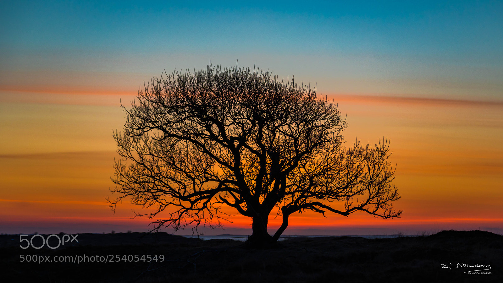 Canon EOS 5D Mark IV sample photo. A naked tree... photography