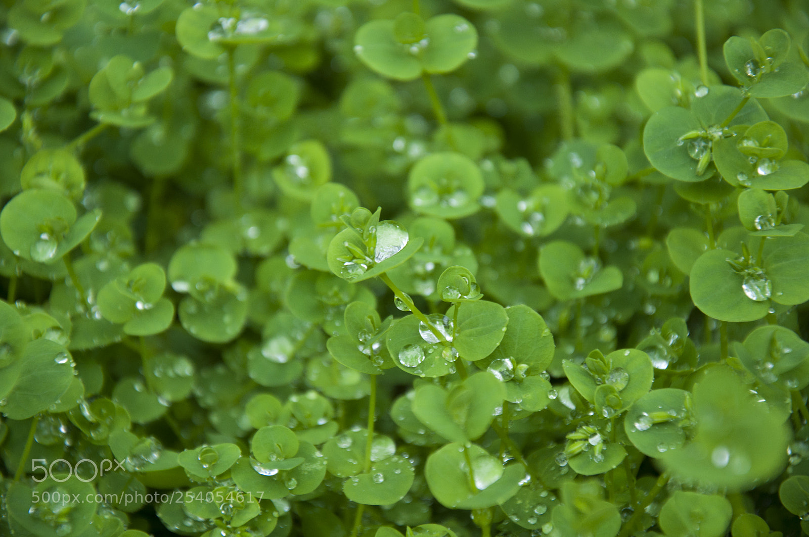 Nikon D90 sample photo. Green leaves and water photography