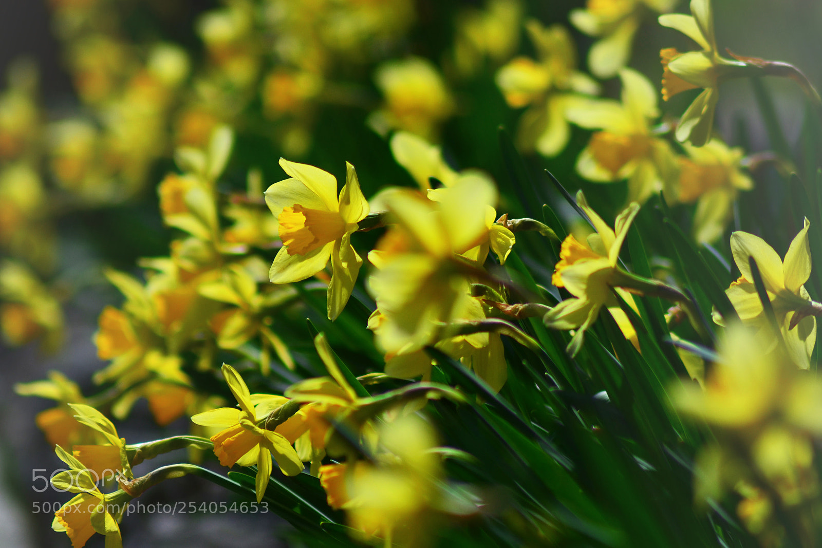 Nikon D5100 sample photo. Spring flowers photography