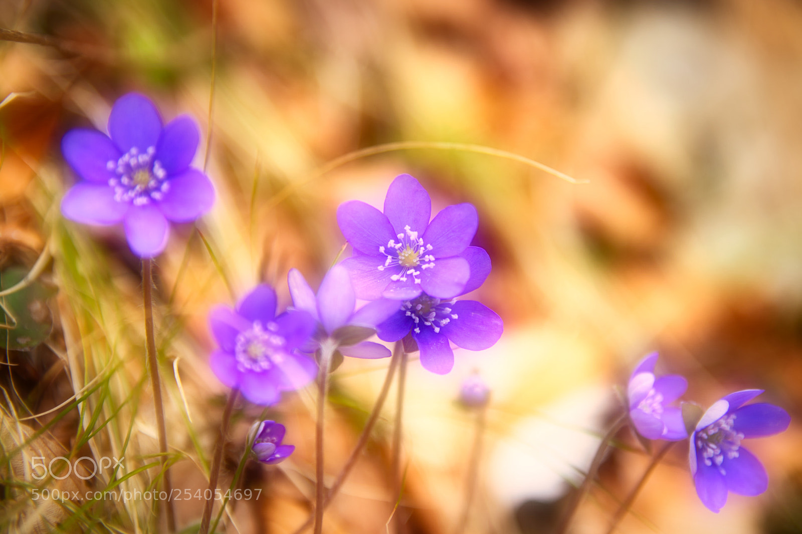 Canon EOS 70D sample photo. Glamour purple photography