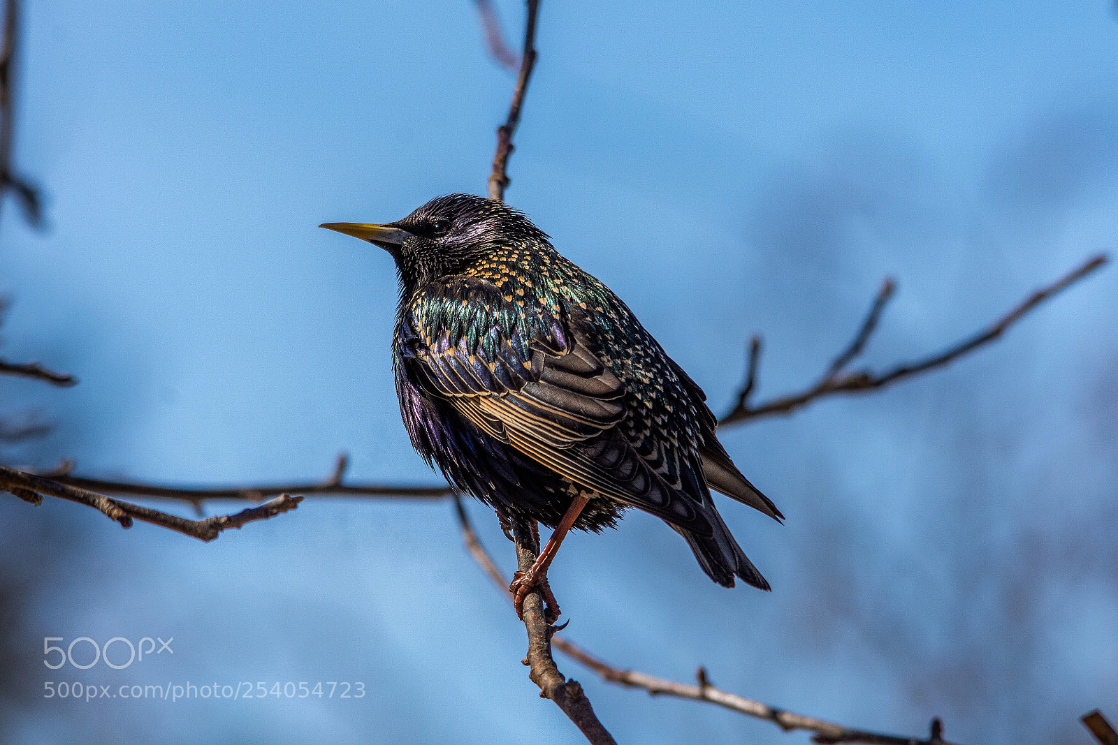 Nikon D7200 sample photo. Starling photography