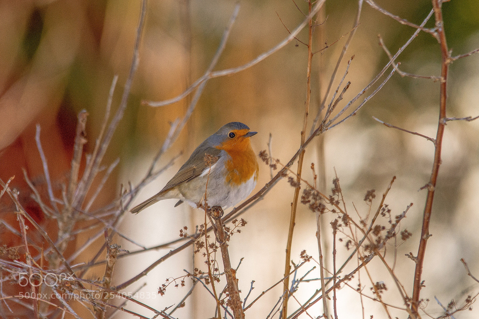 Nikon D7200 sample photo. Robin photography