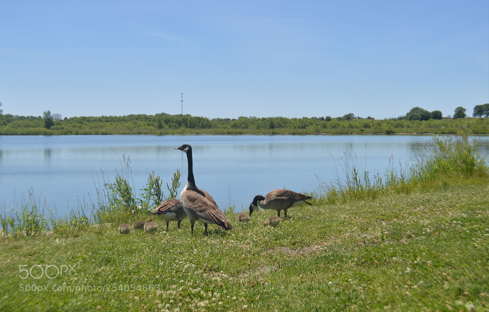 Nikon D3200 sample photo. Spring life photography