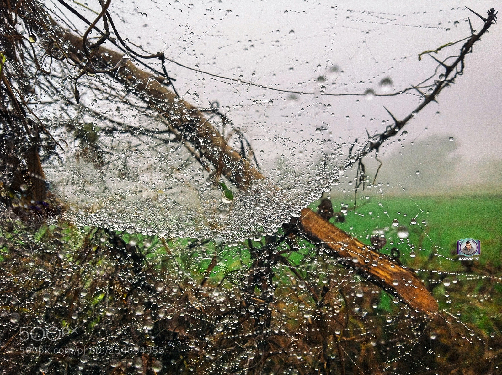 Apple iPhone 4 sample photo. Dew details... photography