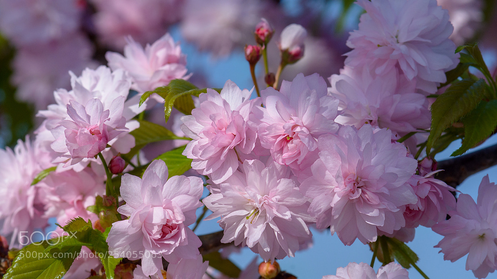 Nikon D7100 sample photo. Blossom photography