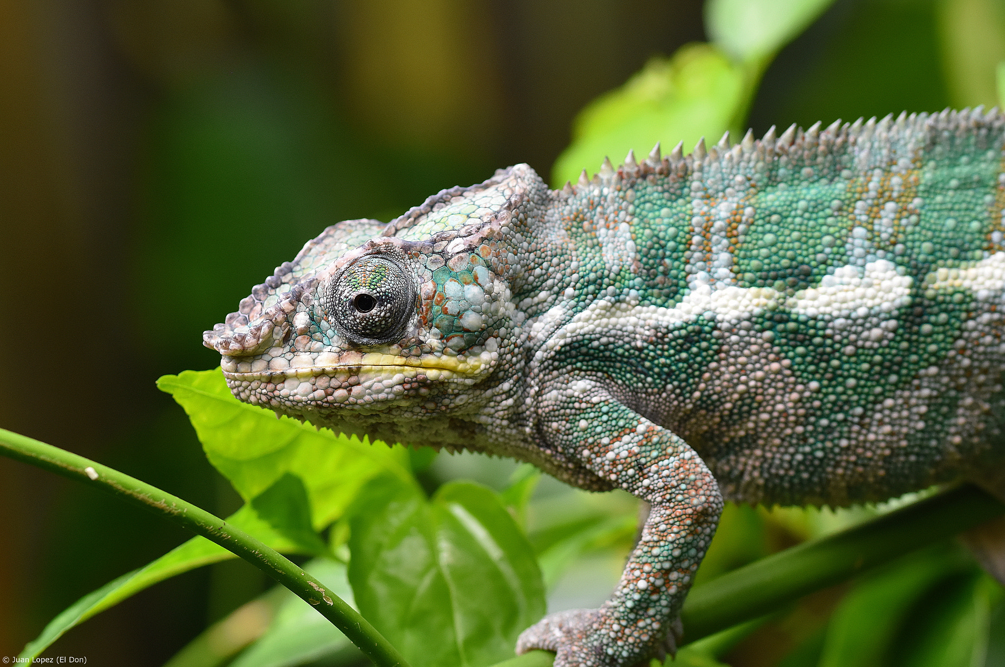 Sigma 105mm F2.8 EX DG OS HSM sample photo. King of camouflage..!! photography