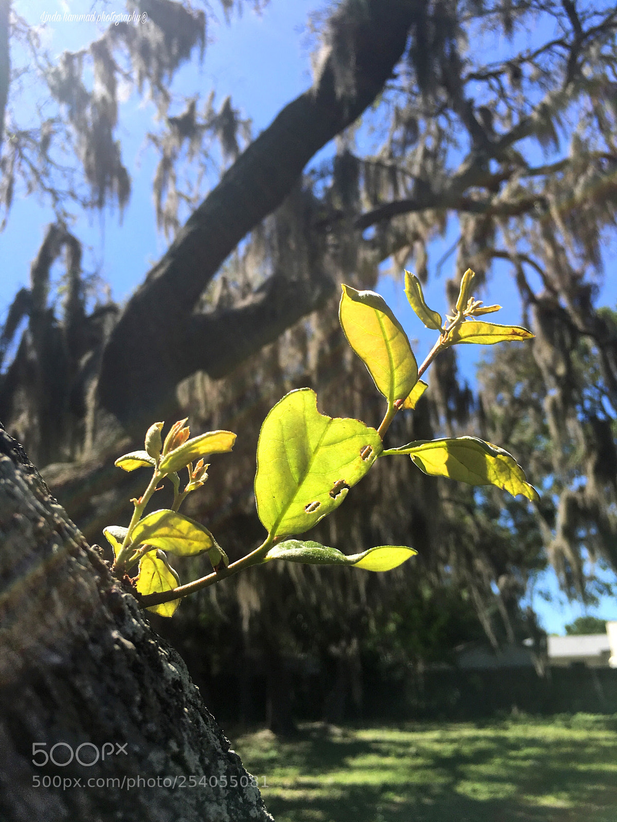 Apple iPhone 6s sample photo. Untitled photography