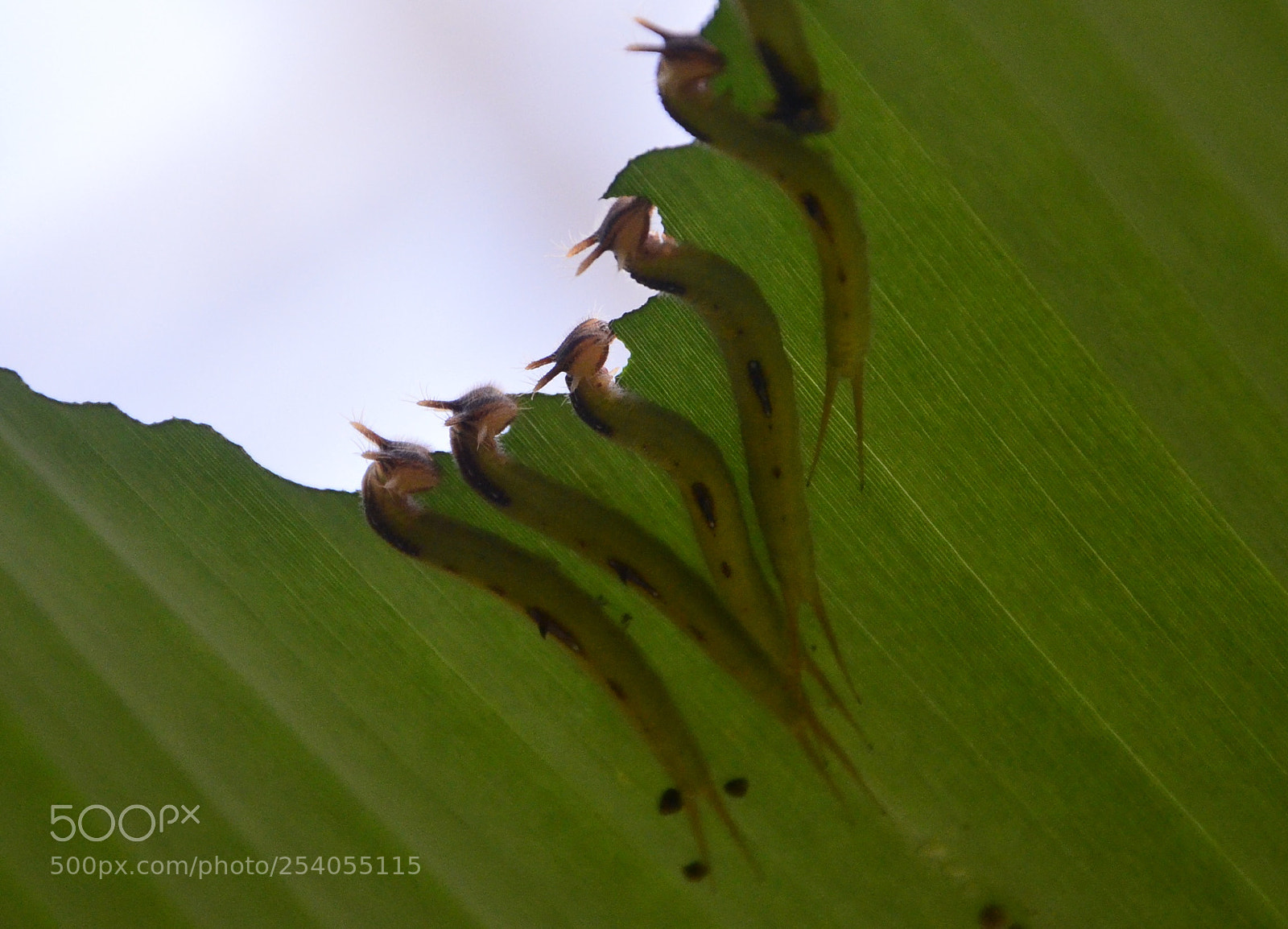 Nikon D7000 sample photo. Crisalida larva photography