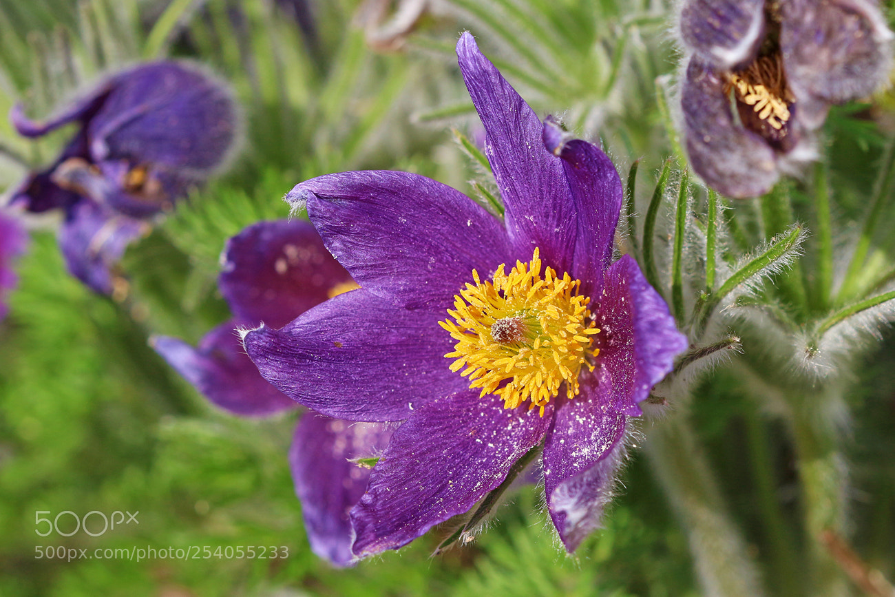 Canon EOS 100D (EOS Rebel SL1 / EOS Kiss X7) sample photo. Anemone photography