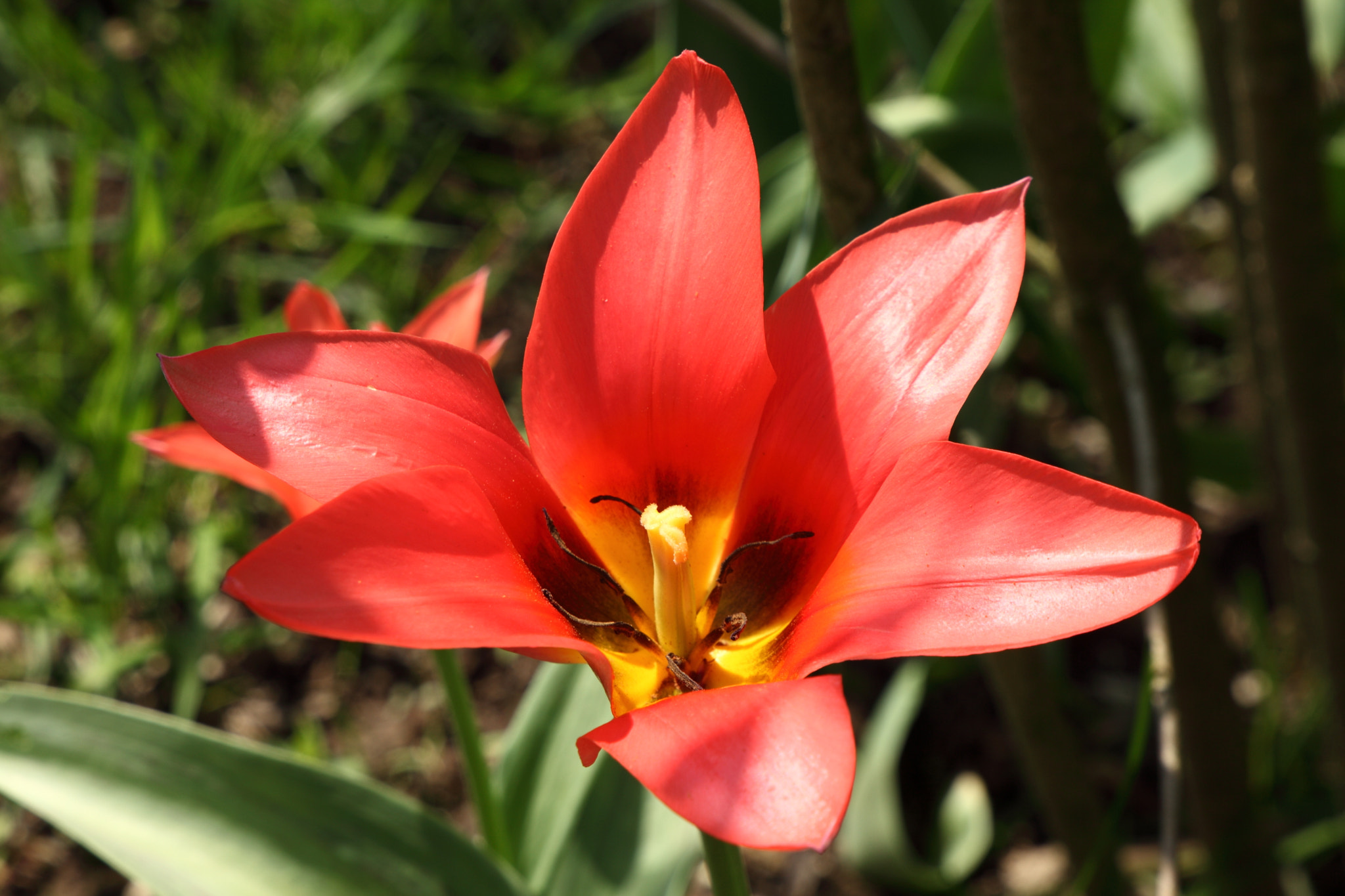 Canon EF 24-105mm F3.5-5.6 IS STM sample photo. Tulip red photography