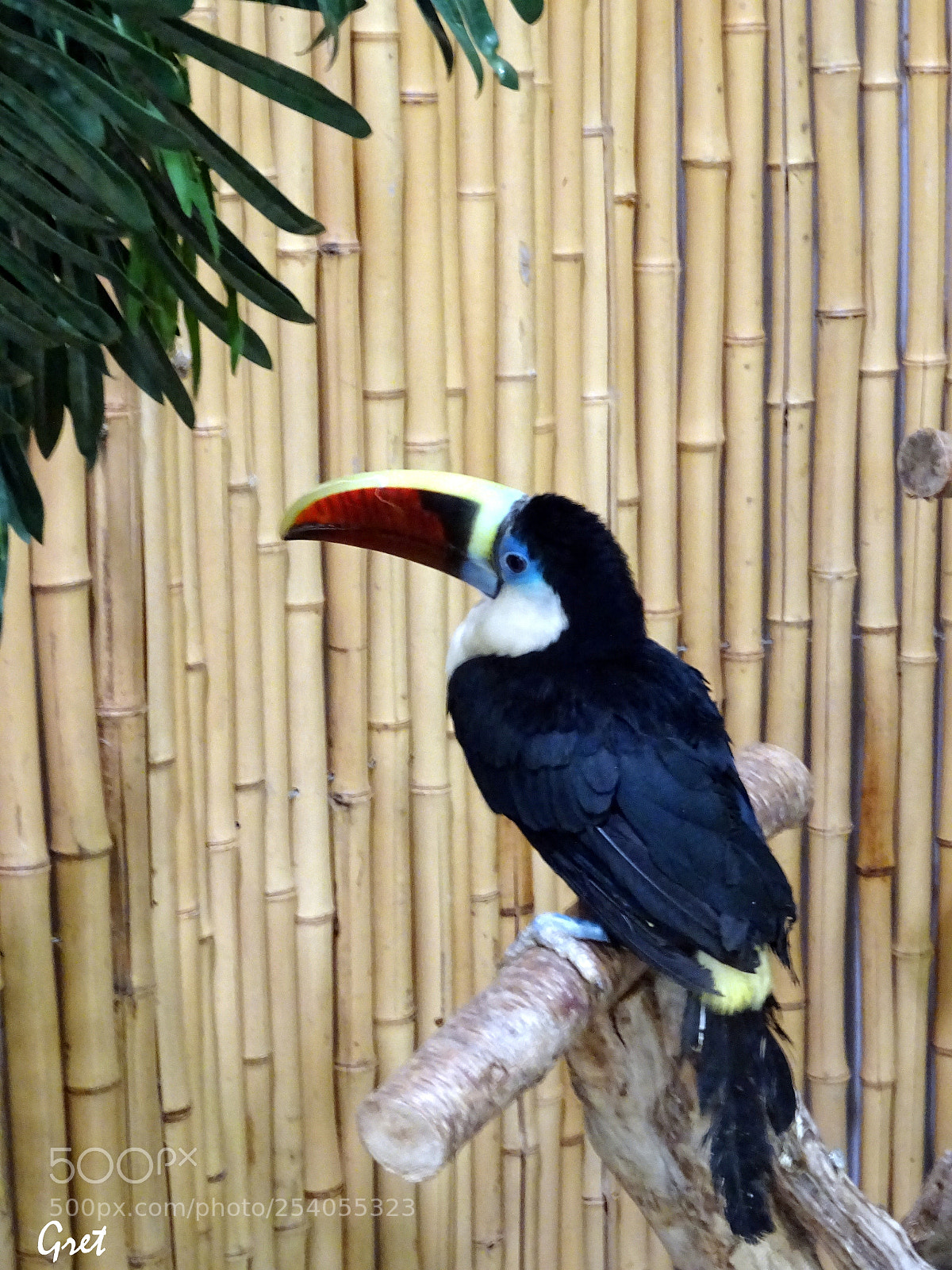 Sony DSC-HX60 sample photo. Tucan bird photography
