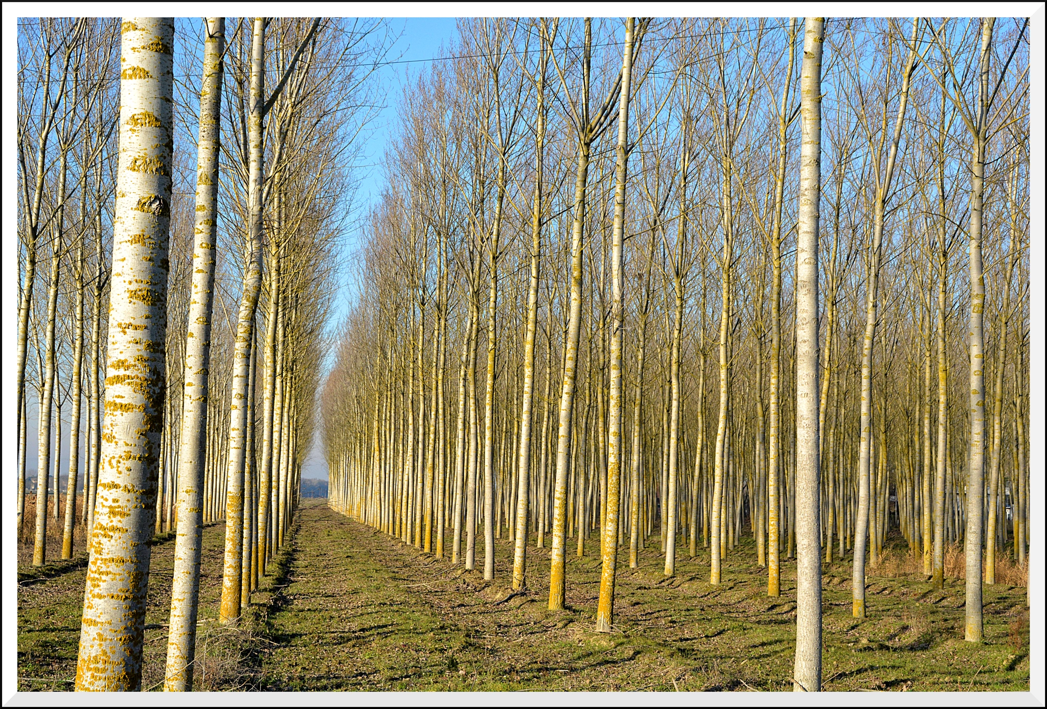 Nikon D5200 sample photo. Poplars photography