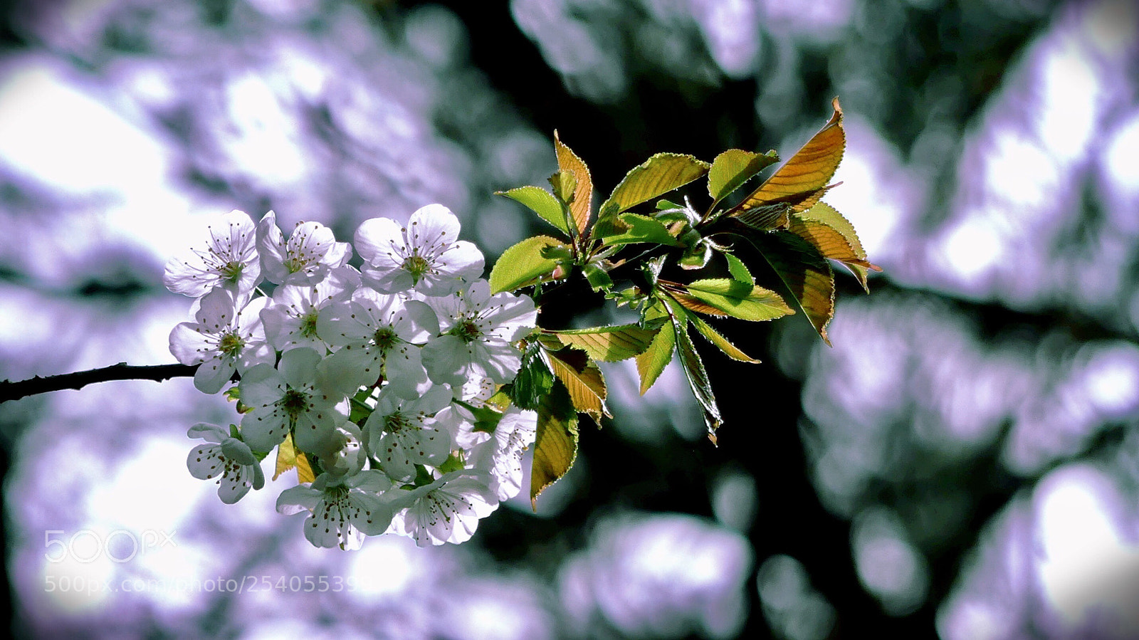 Panasonic Lumix DMC-FZ300 sample photo. Glare of spring... photography