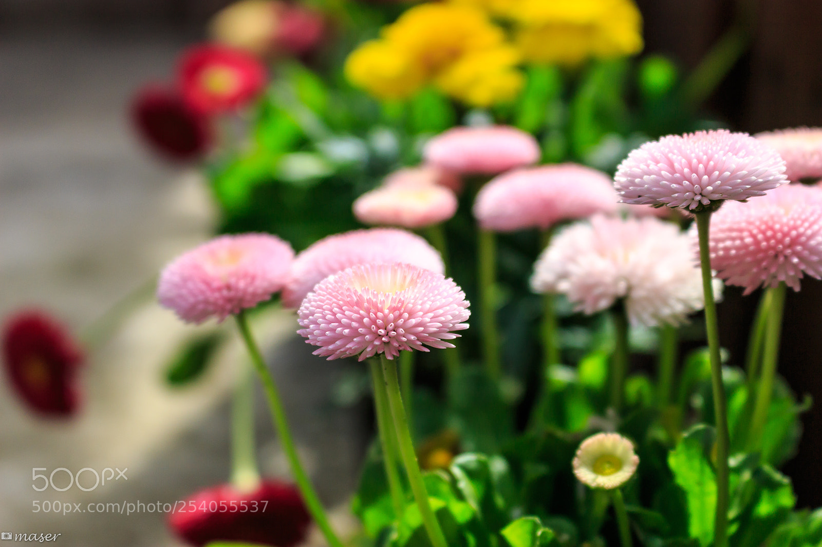 Canon EOS 100D (EOS Rebel SL1 / EOS Kiss X7) sample photo. Full bloom photography