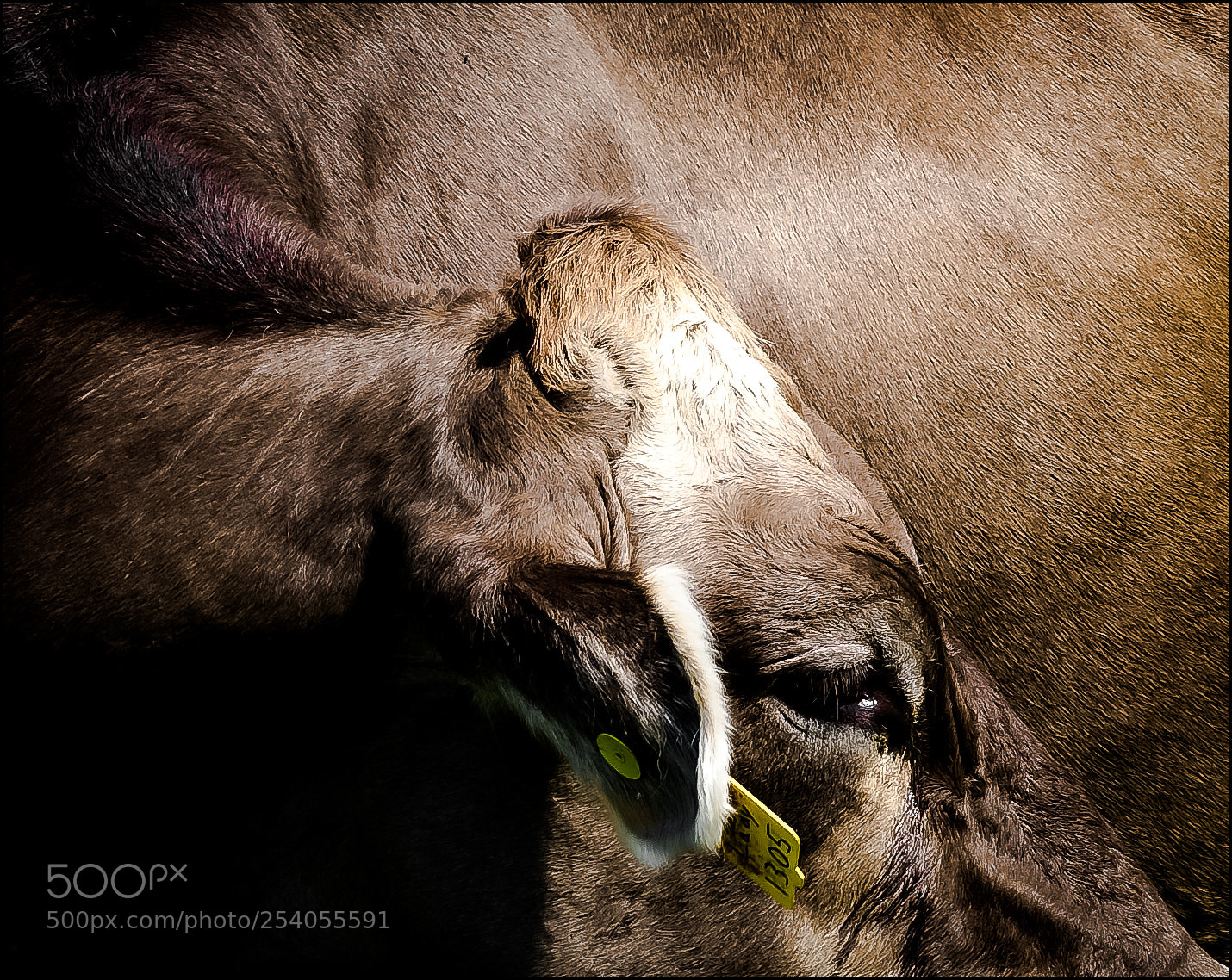 Pentax K-r sample photo. The cow photography