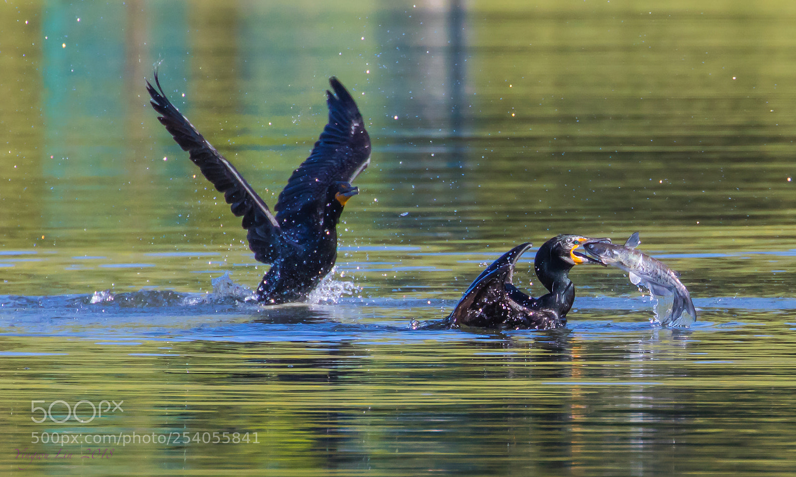 Canon EOS 5D Mark IV sample photo. Img 5132-1-2.jpg cormorants catch photography