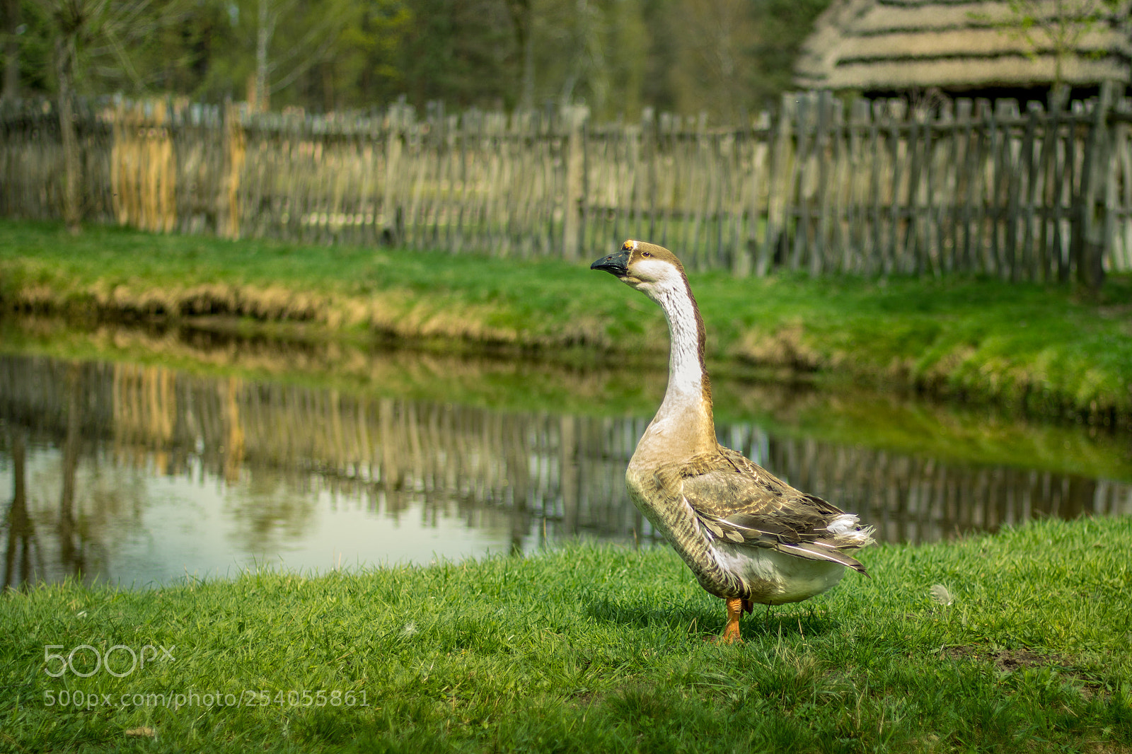Canon EOS 600D (Rebel EOS T3i / EOS Kiss X5) sample photo. Goose ii photography