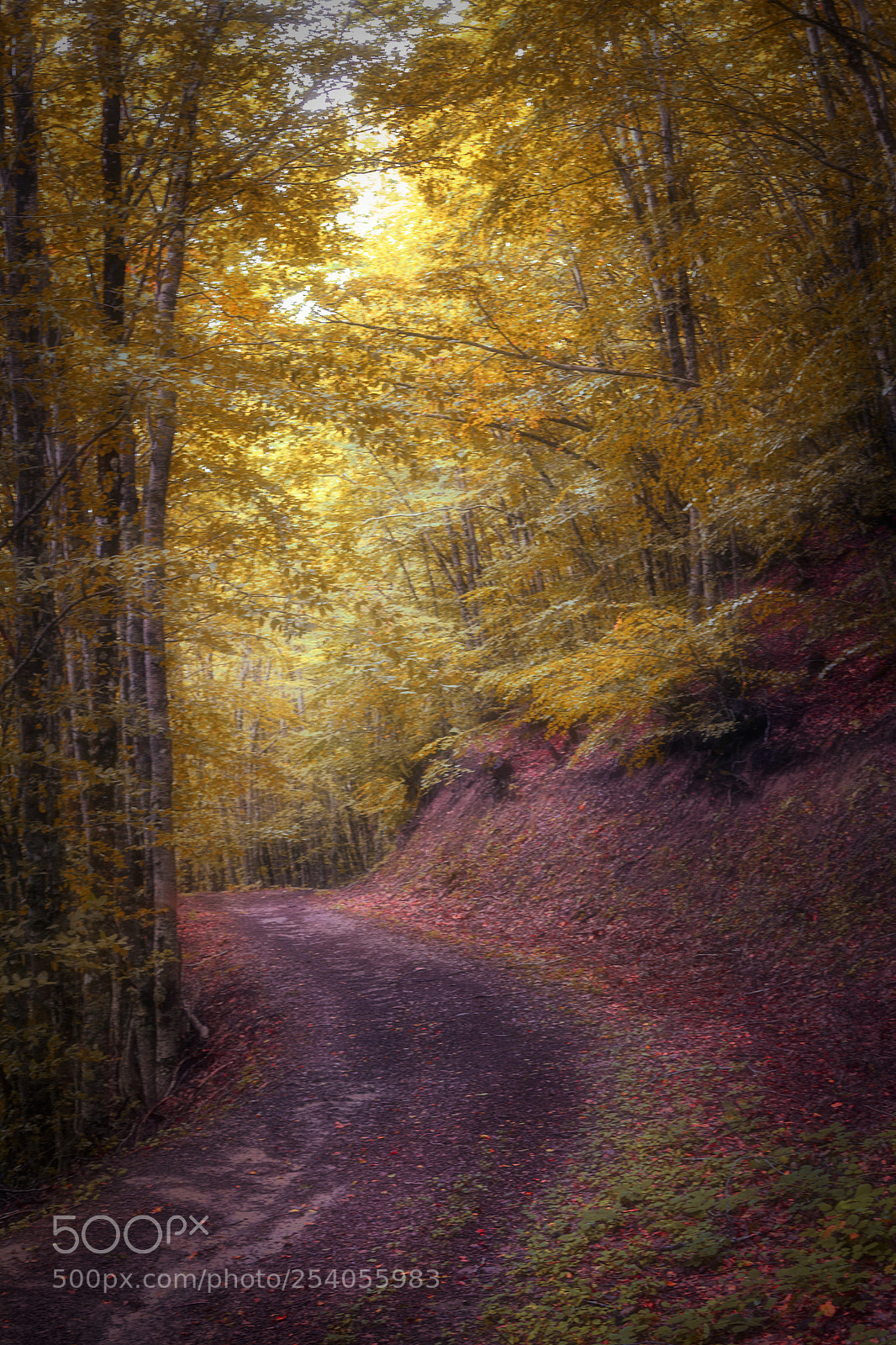 Canon EOS 5D Mark II sample photo. Inside the forest photography