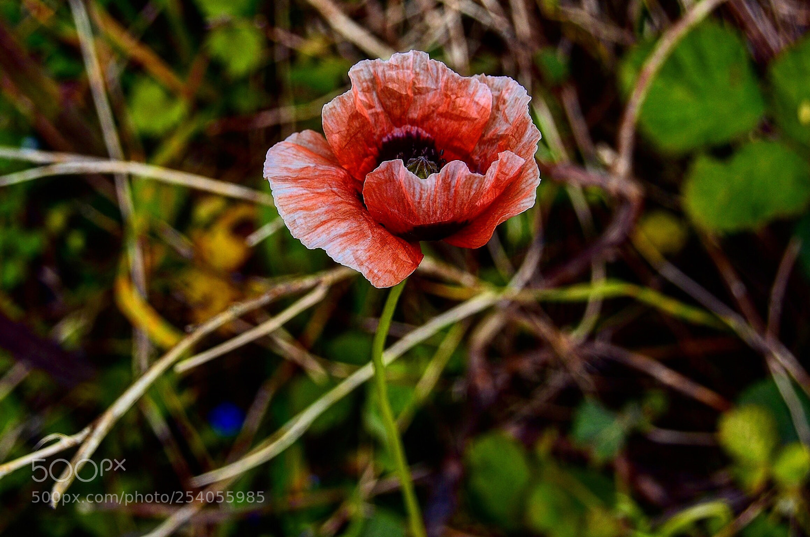 Nikon D7000 sample photo. Gel nc k -poppy photography