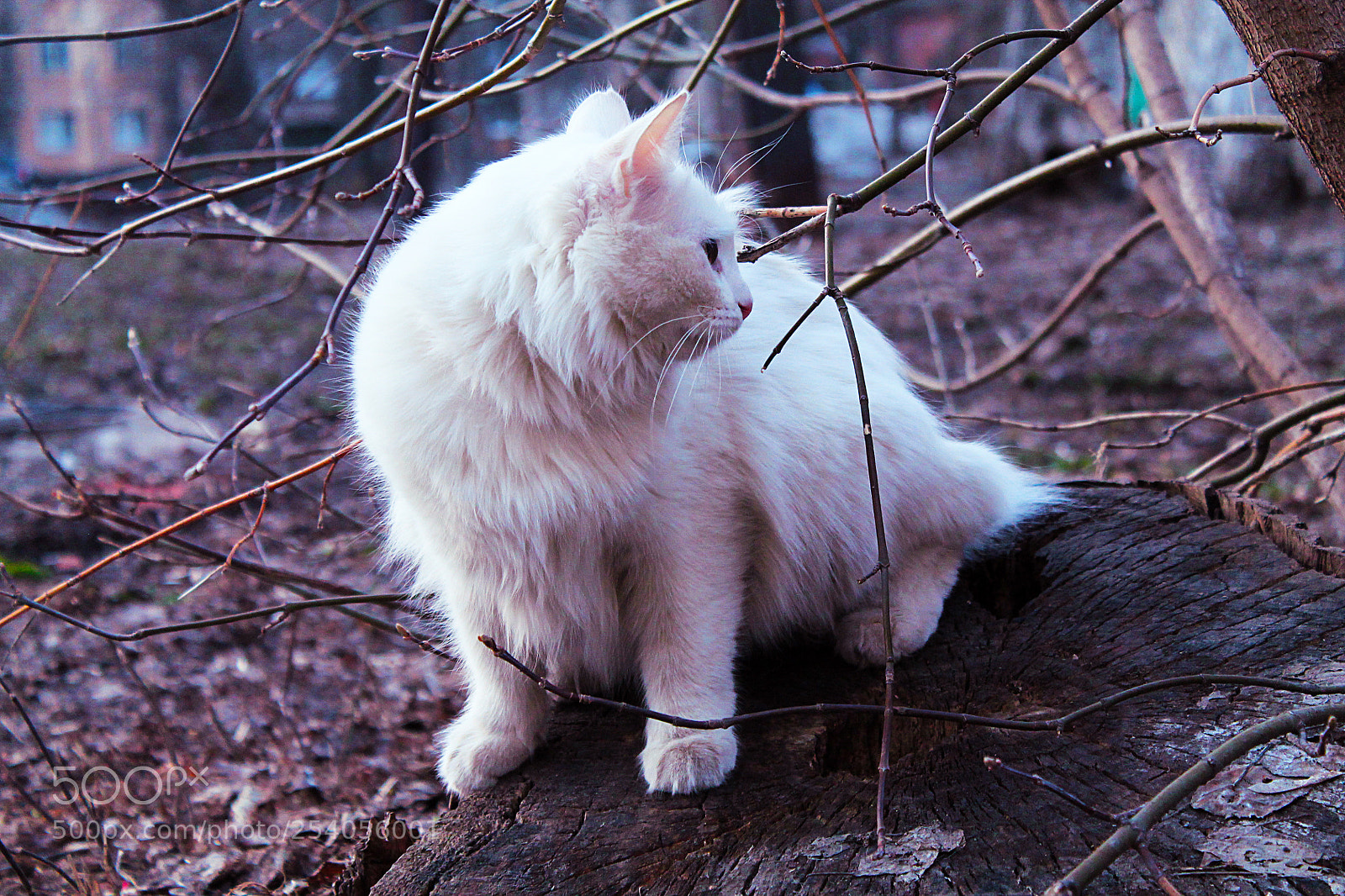 Canon EOS 1100D (EOS Rebel T3 / EOS Kiss X50) sample photo. White cat photography