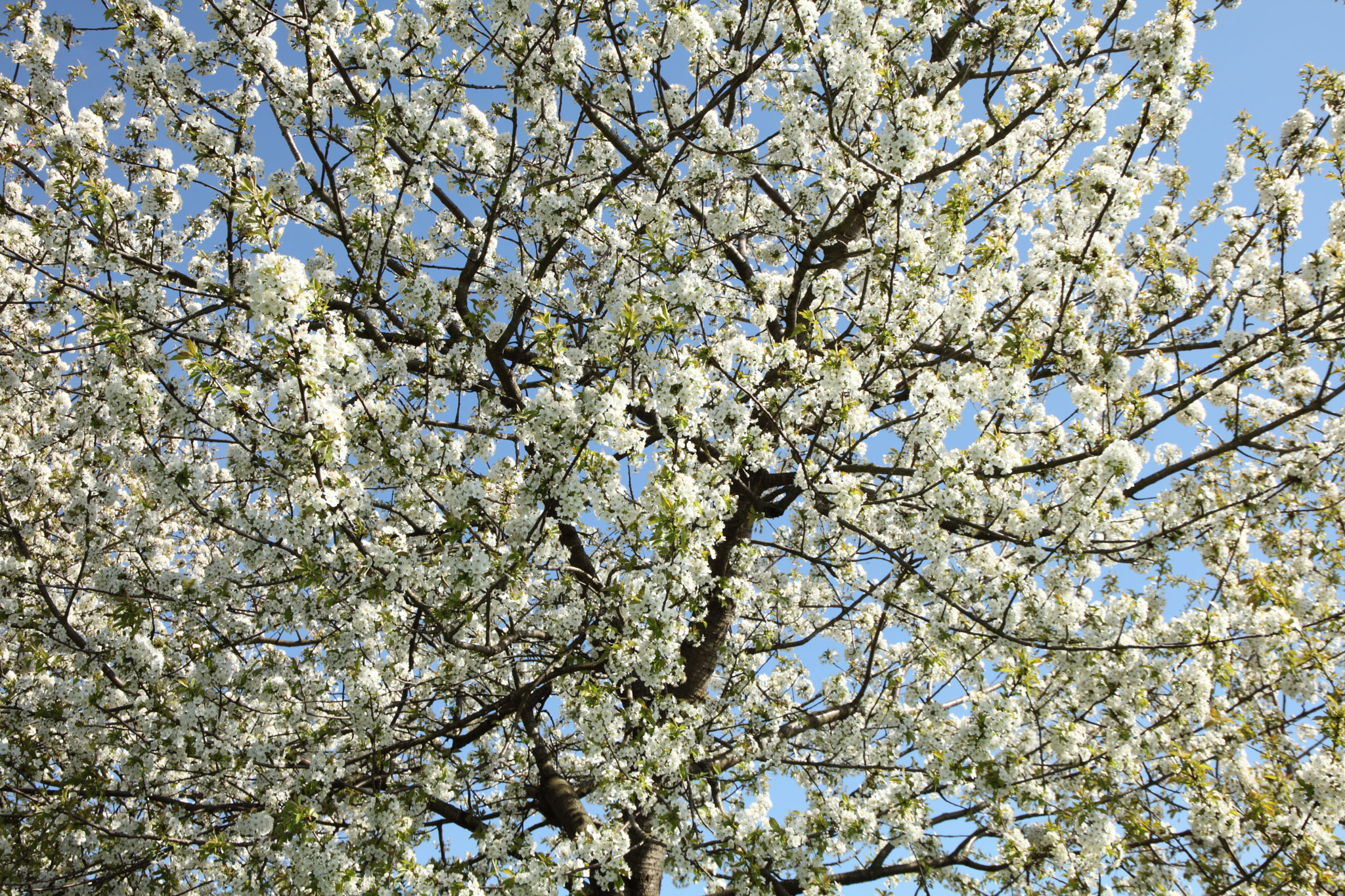 Canon EF 24-105mm F3.5-5.6 IS STM sample photo. Cherry tree photography