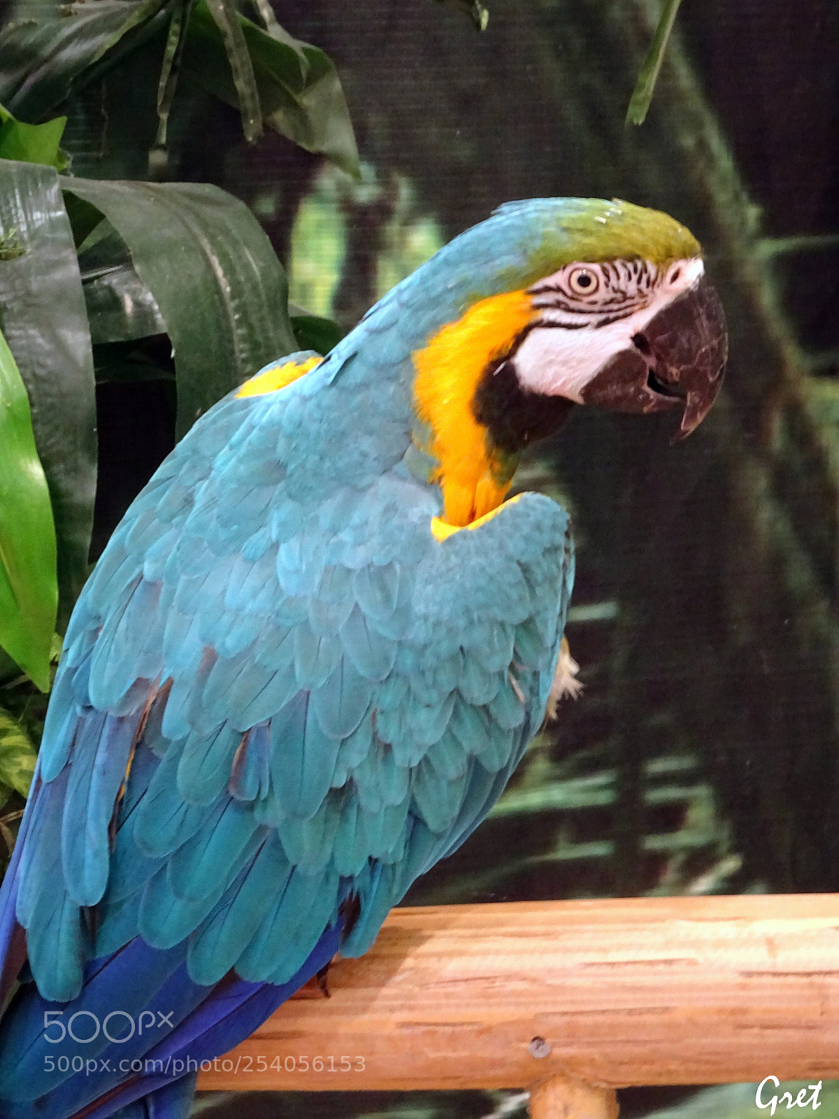 Sony DSC-HX60 sample photo. Ara macaw parrot photography