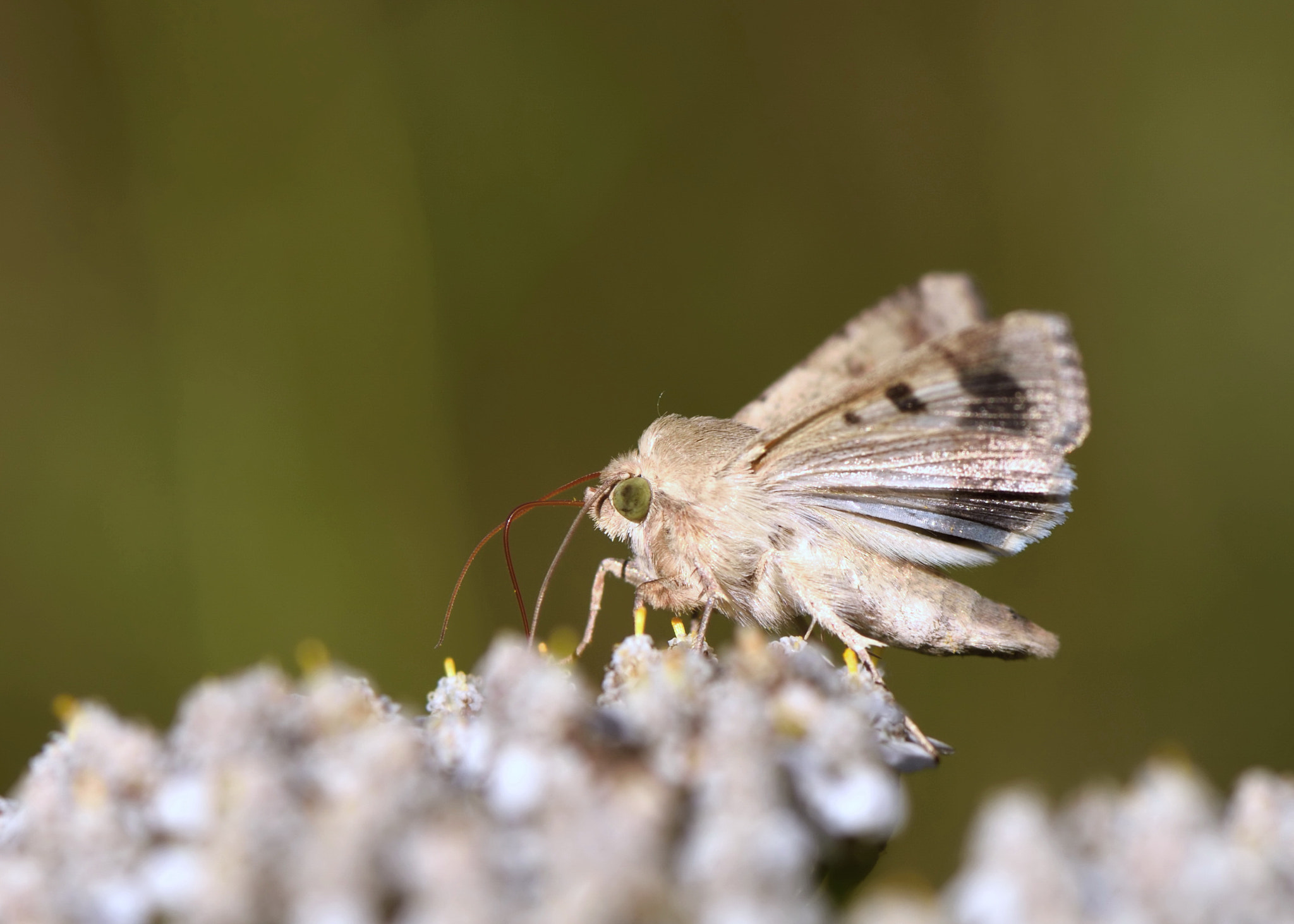 Nikon AF-S Micro-Nikkor 105mm F2.8G IF-ED VR sample photo. Helicoverpa armigera. photography