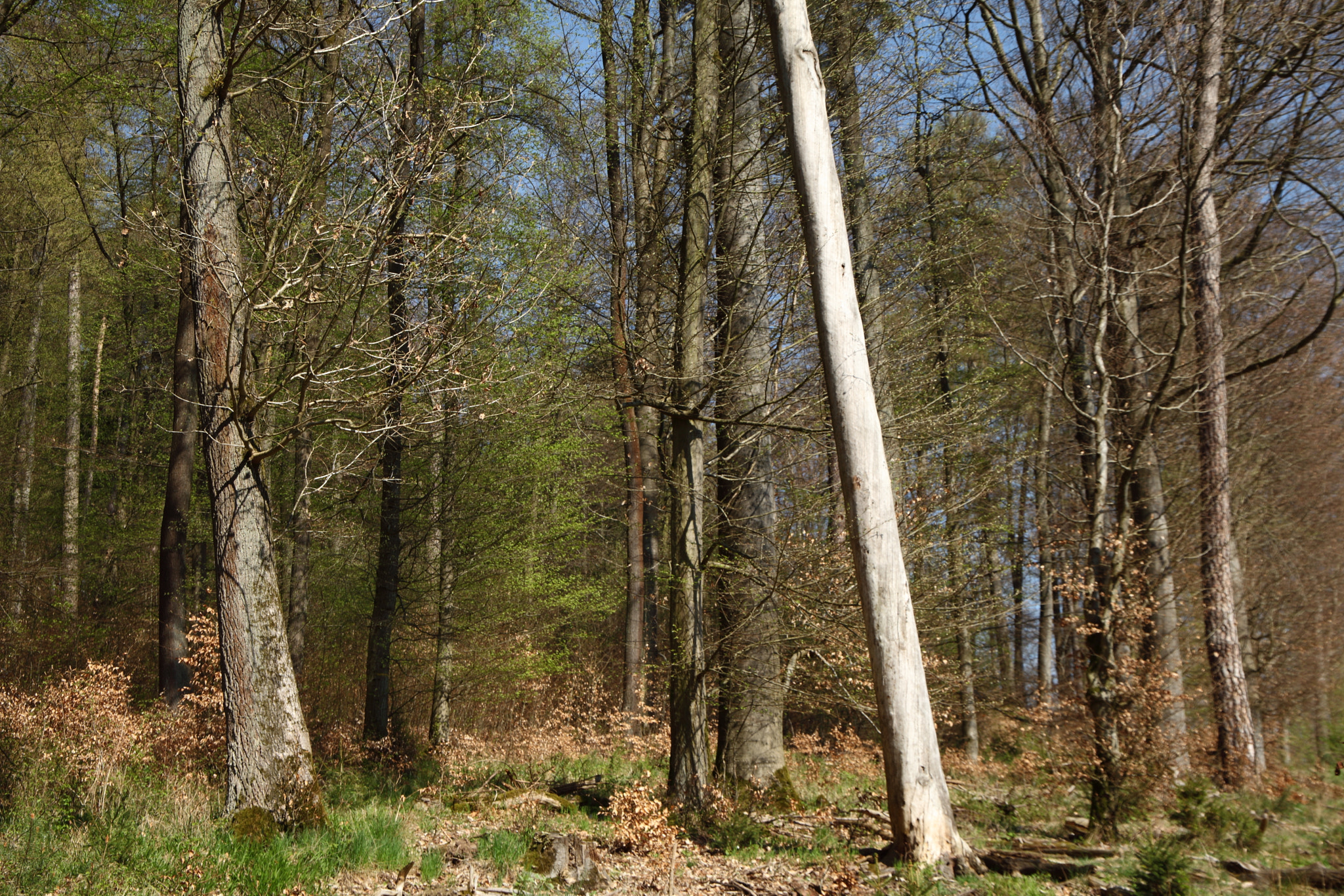 Canon EF 24-105mm F3.5-5.6 IS STM sample photo. The white tree photography