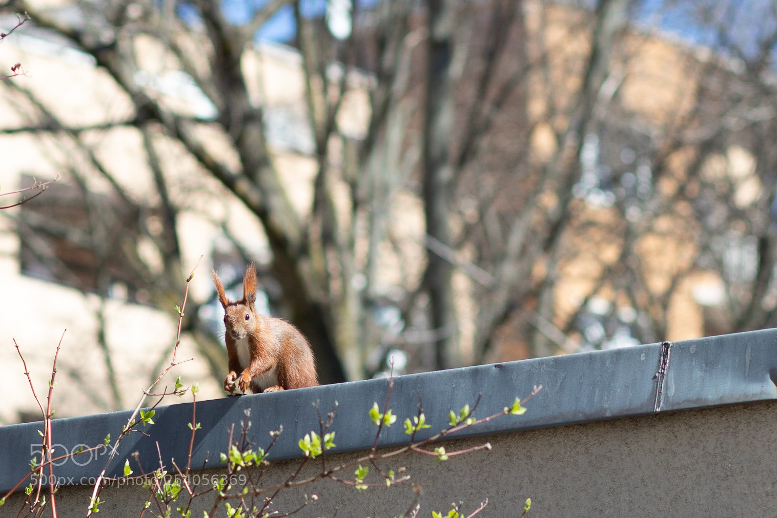 Canon EOS 80D sample photo. Squirrel on the roof photography