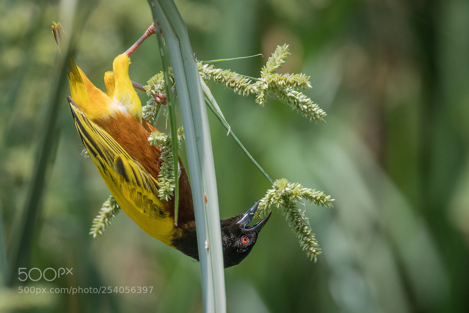 Nikon D850 sample photo. Black headed weaver photography