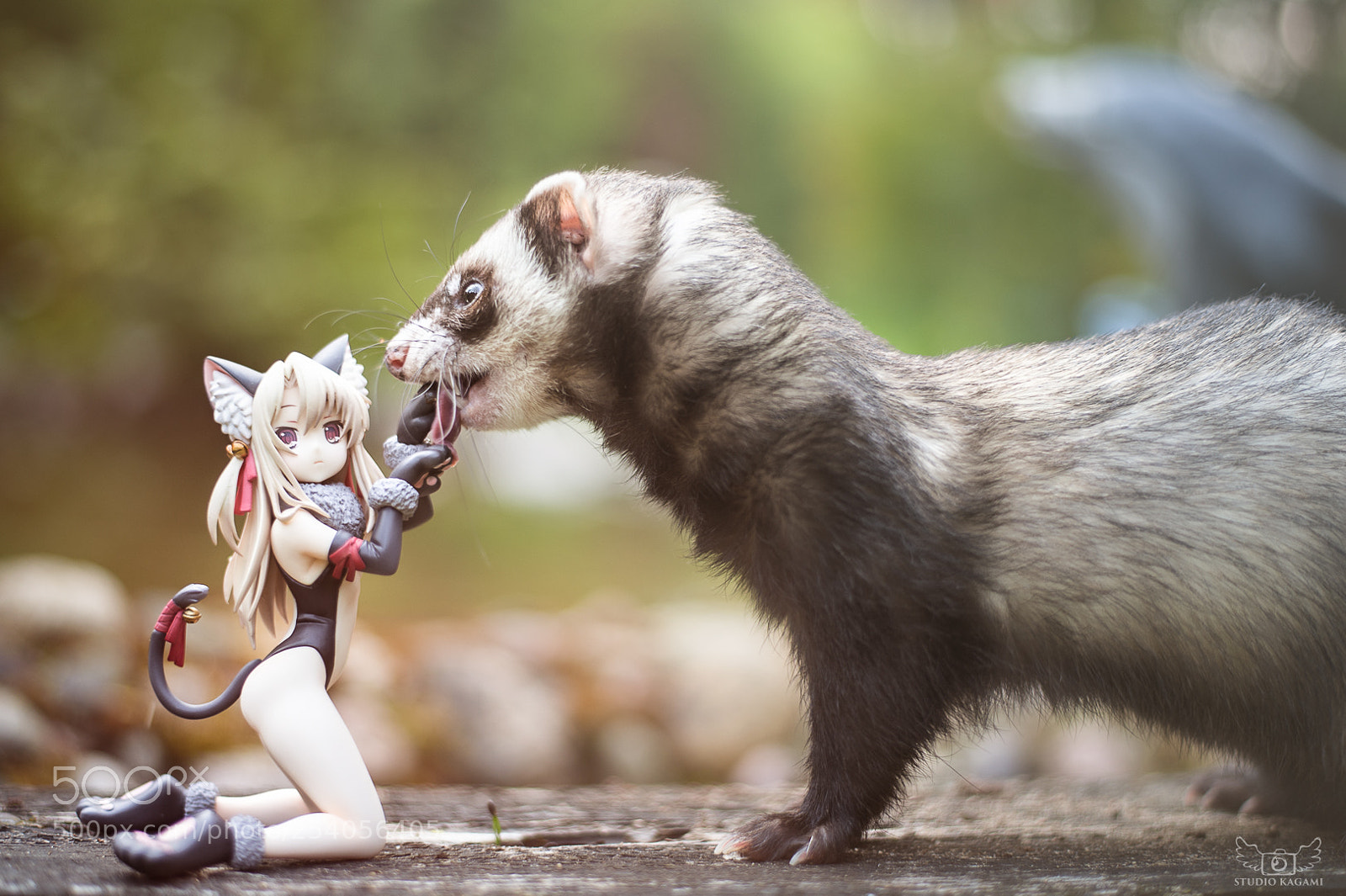 Nikon D700 sample photo. Figure #17 (and ferret) photography