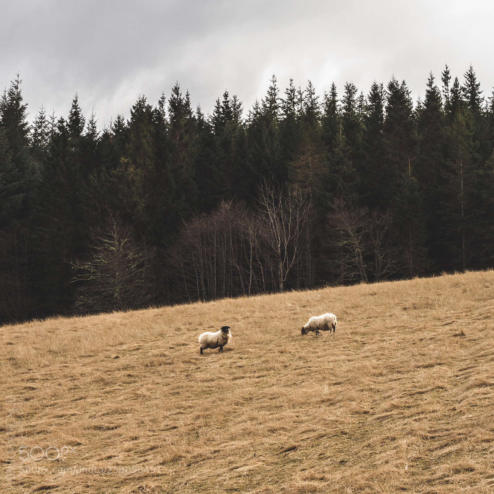 Canon EOS 7D sample photo. Drumnadrochit photography