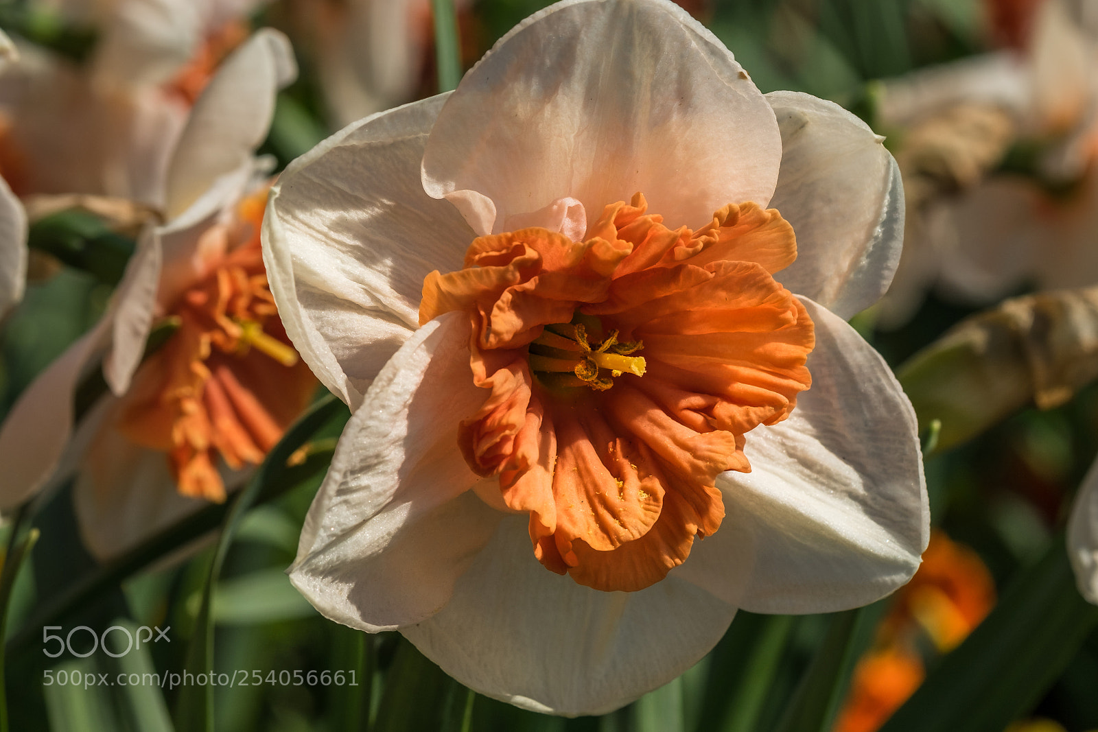 Fujifilm X-T1 sample photo. Narzisse johann strauss photography
