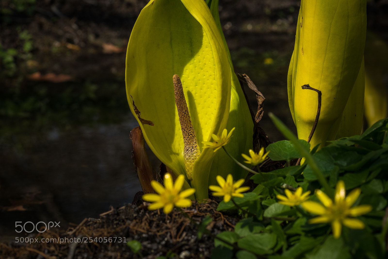 Fujifilm X-T1 sample photo. Amerikanischer stinktierkohl (lysichiton americanus) photography